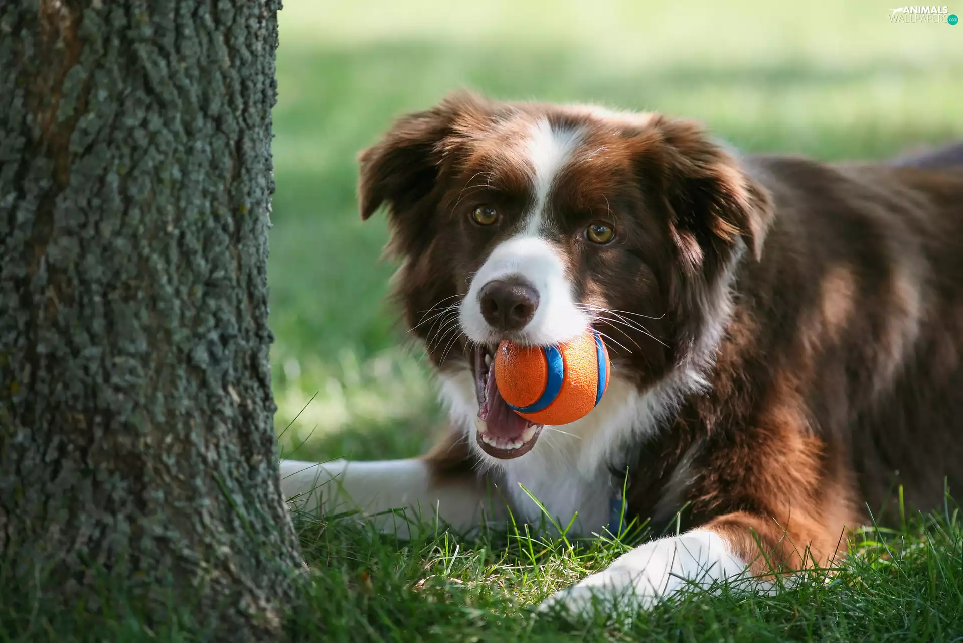 trees, Border Collie, the ball, grass