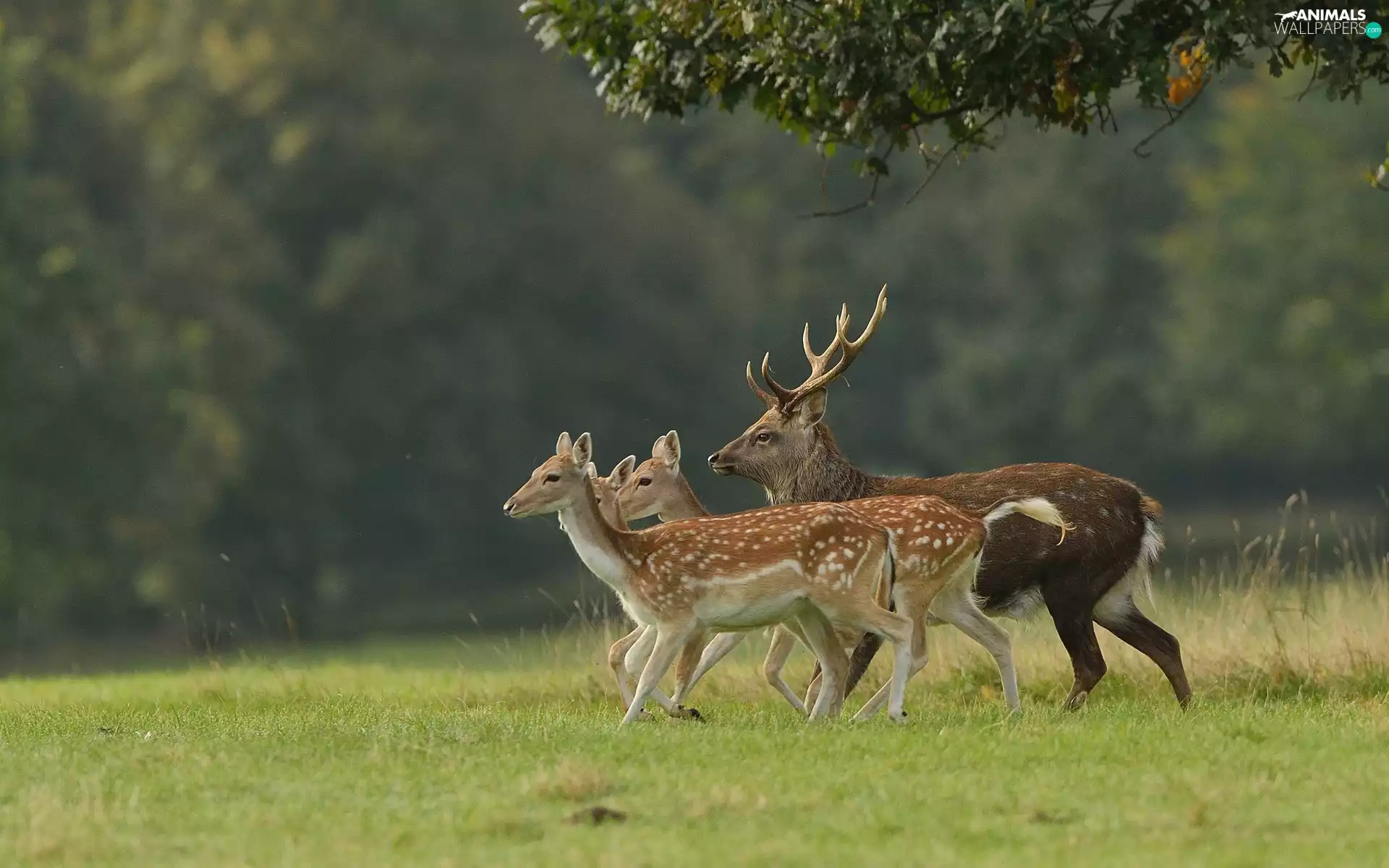 deer, car in the meadow, forest, deer