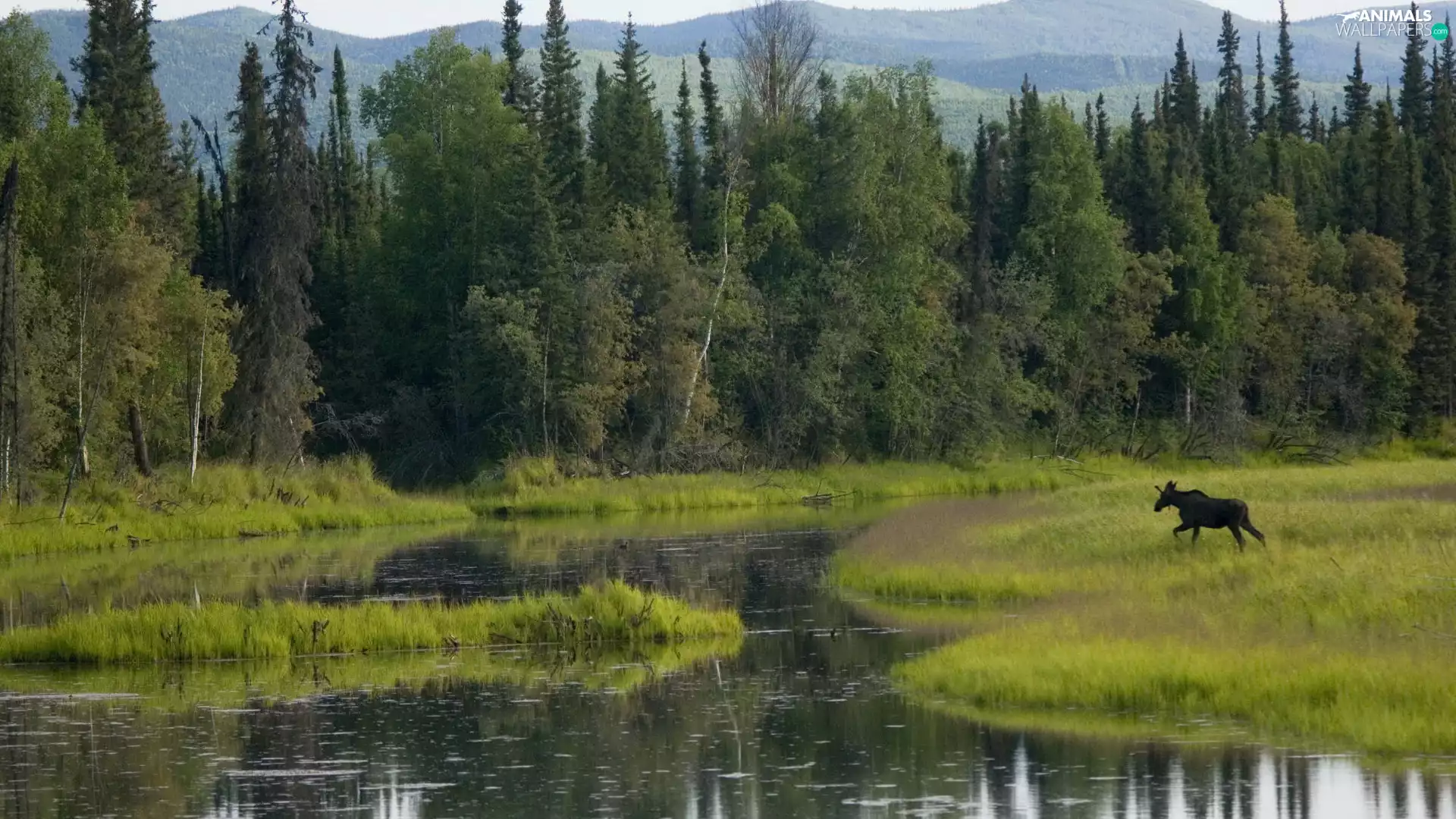 River, car in the meadow, moose, forest