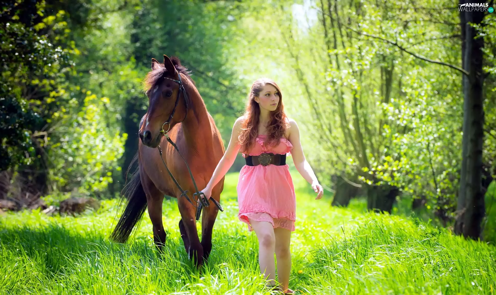 Women, car in the meadow, forest, Horse
