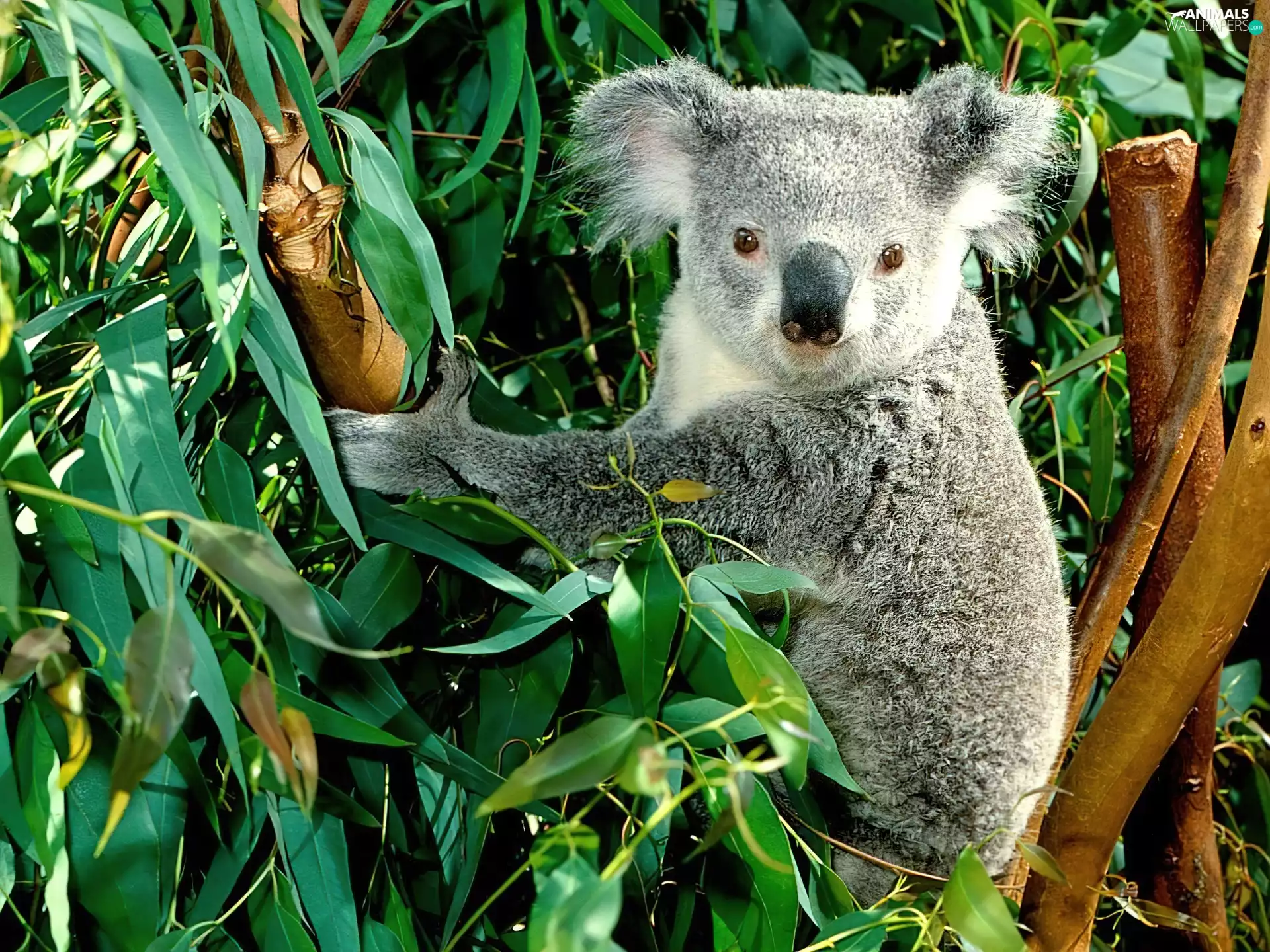 The koala