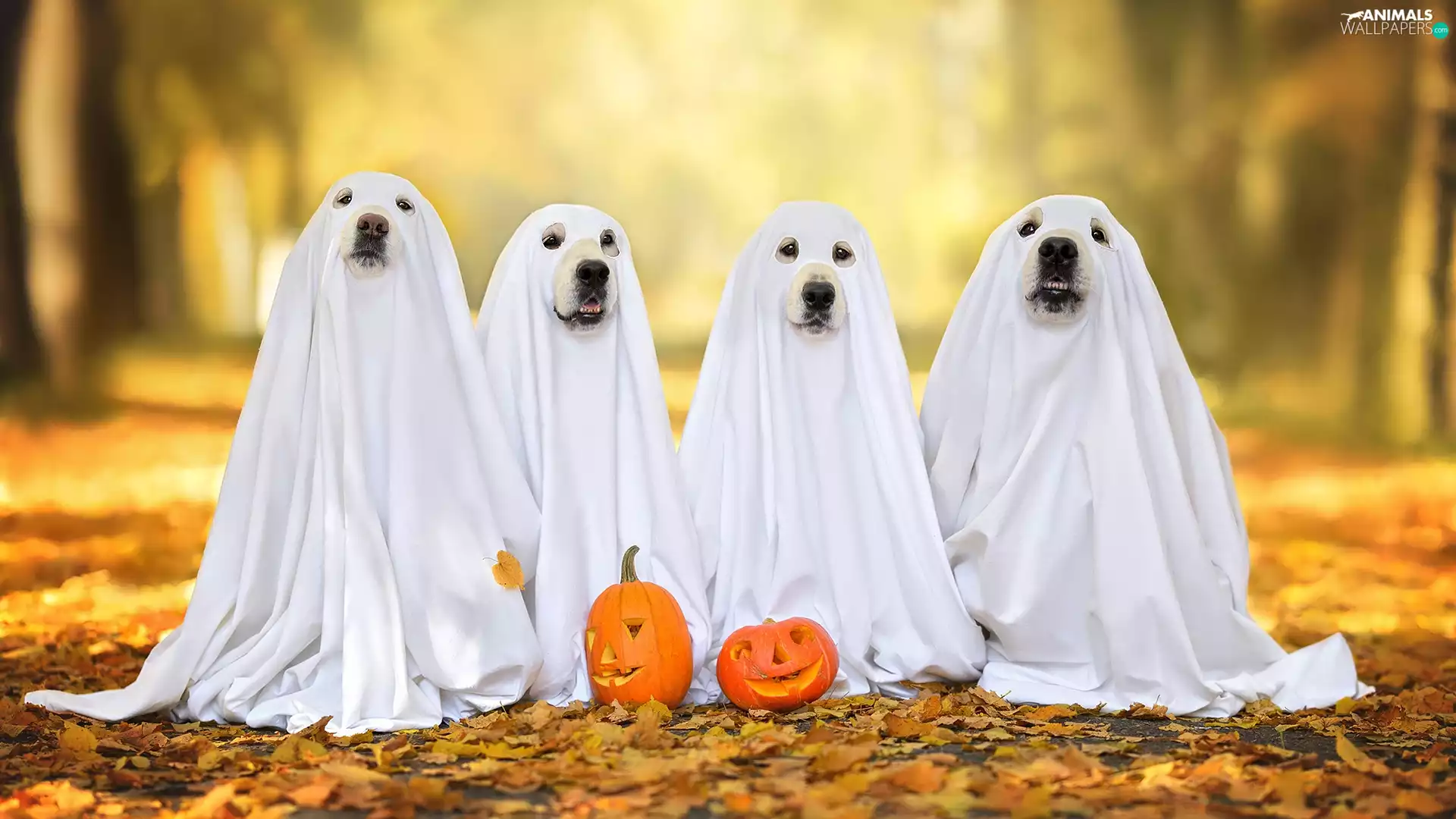 halloween, four, Leaf, the spirits, pumpkin, Dogs