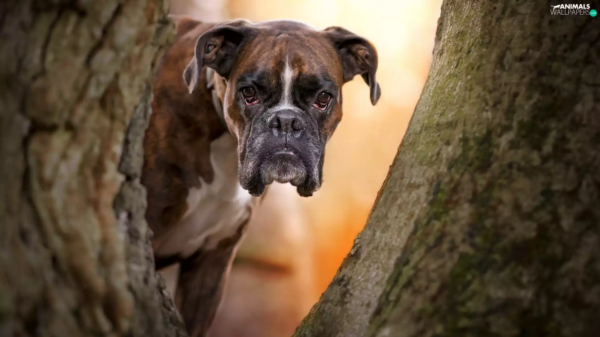 dog, The look, trees, boxer