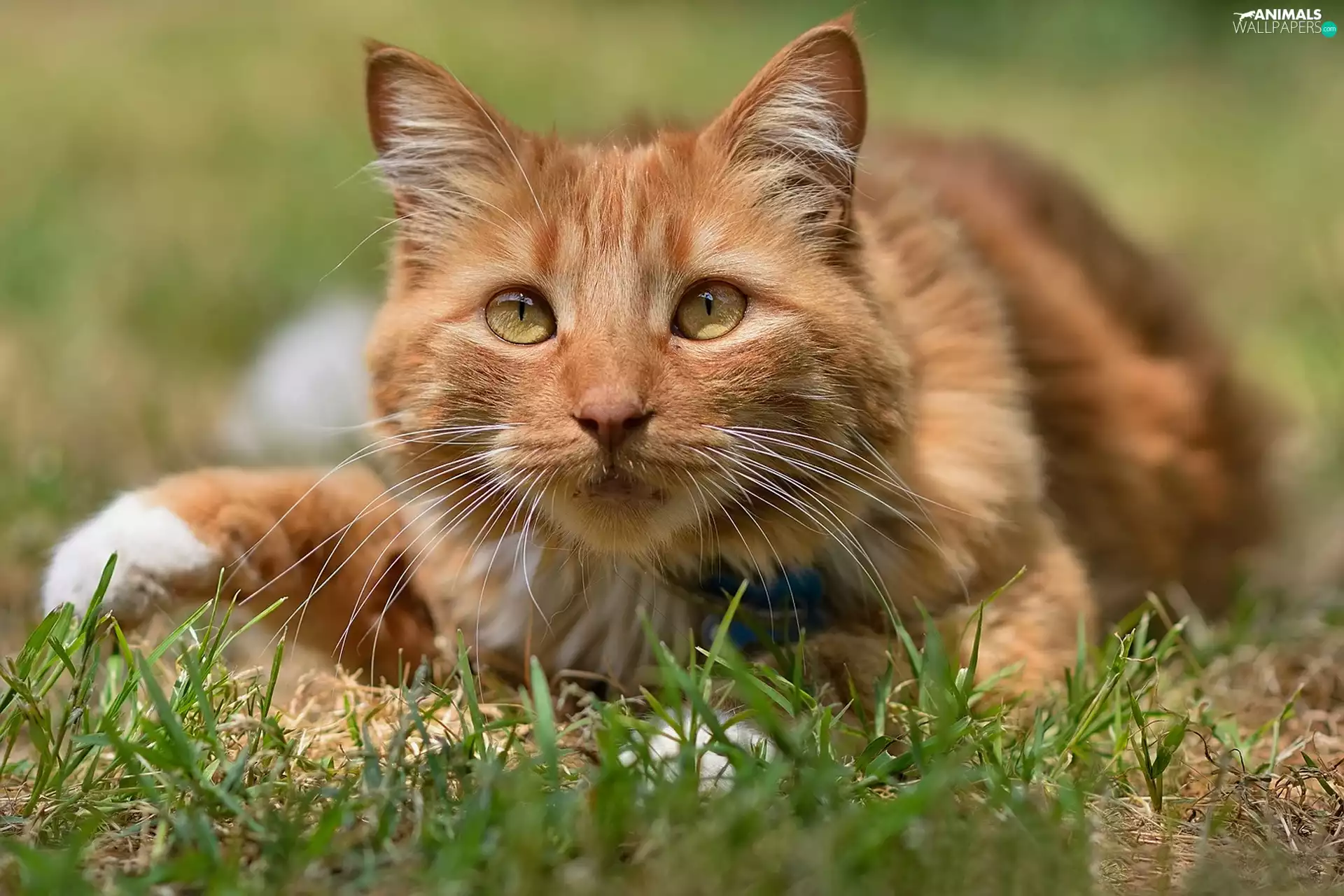 ginger, The look, grass, cat