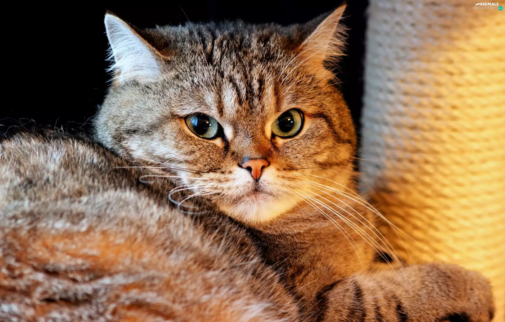 dun, The look, Scratching, cat