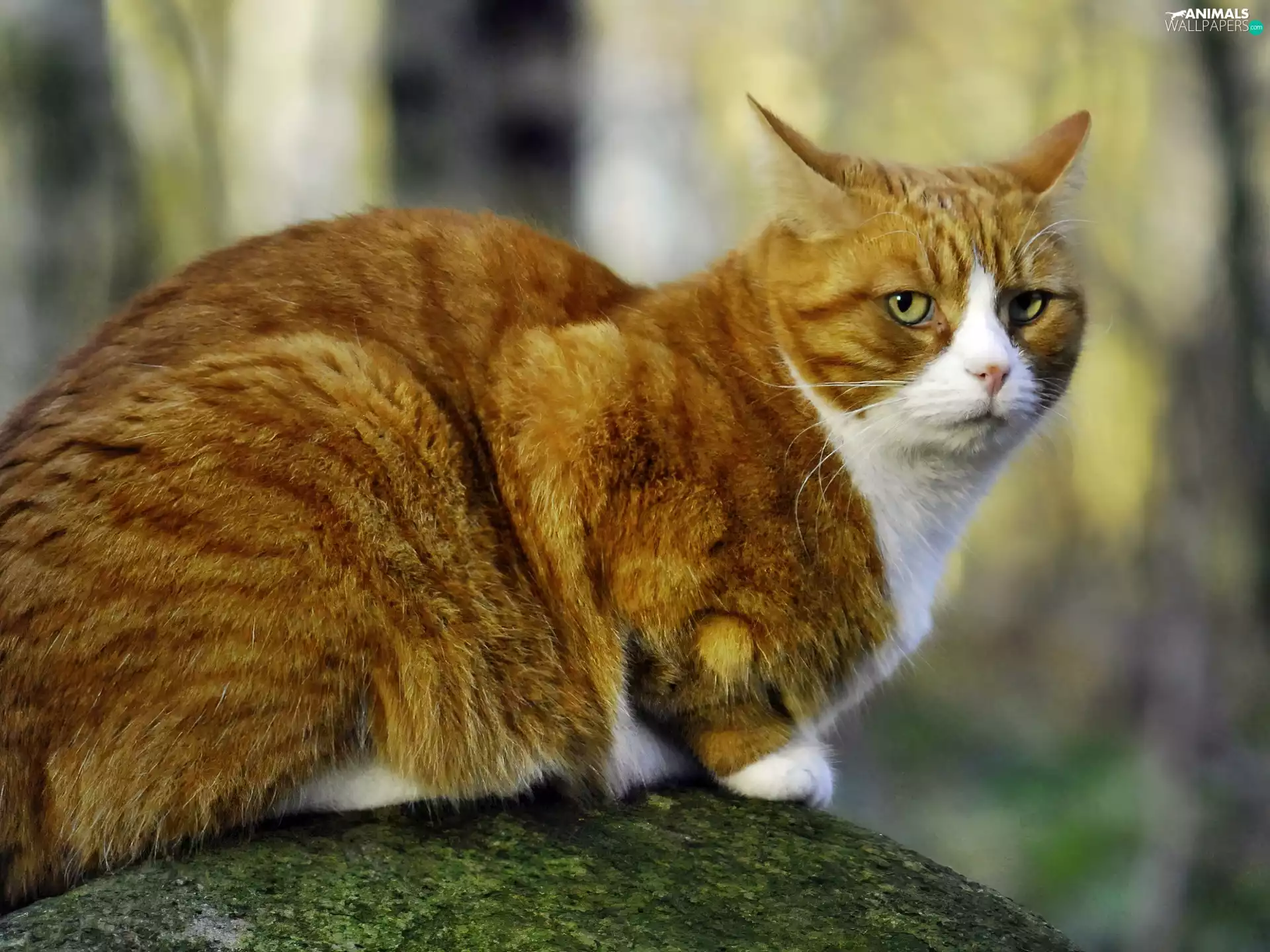 ginger, The look, Stone, cat