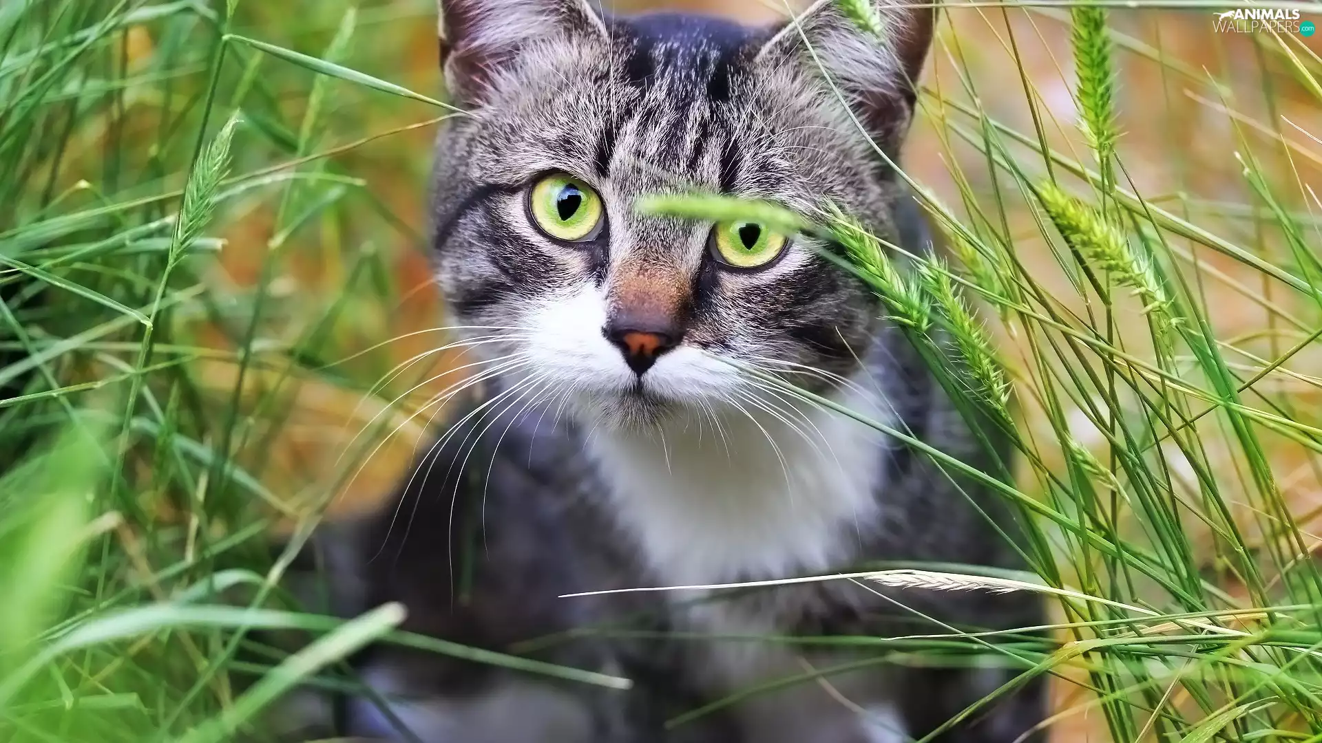 cat, The look, grass, Eyes