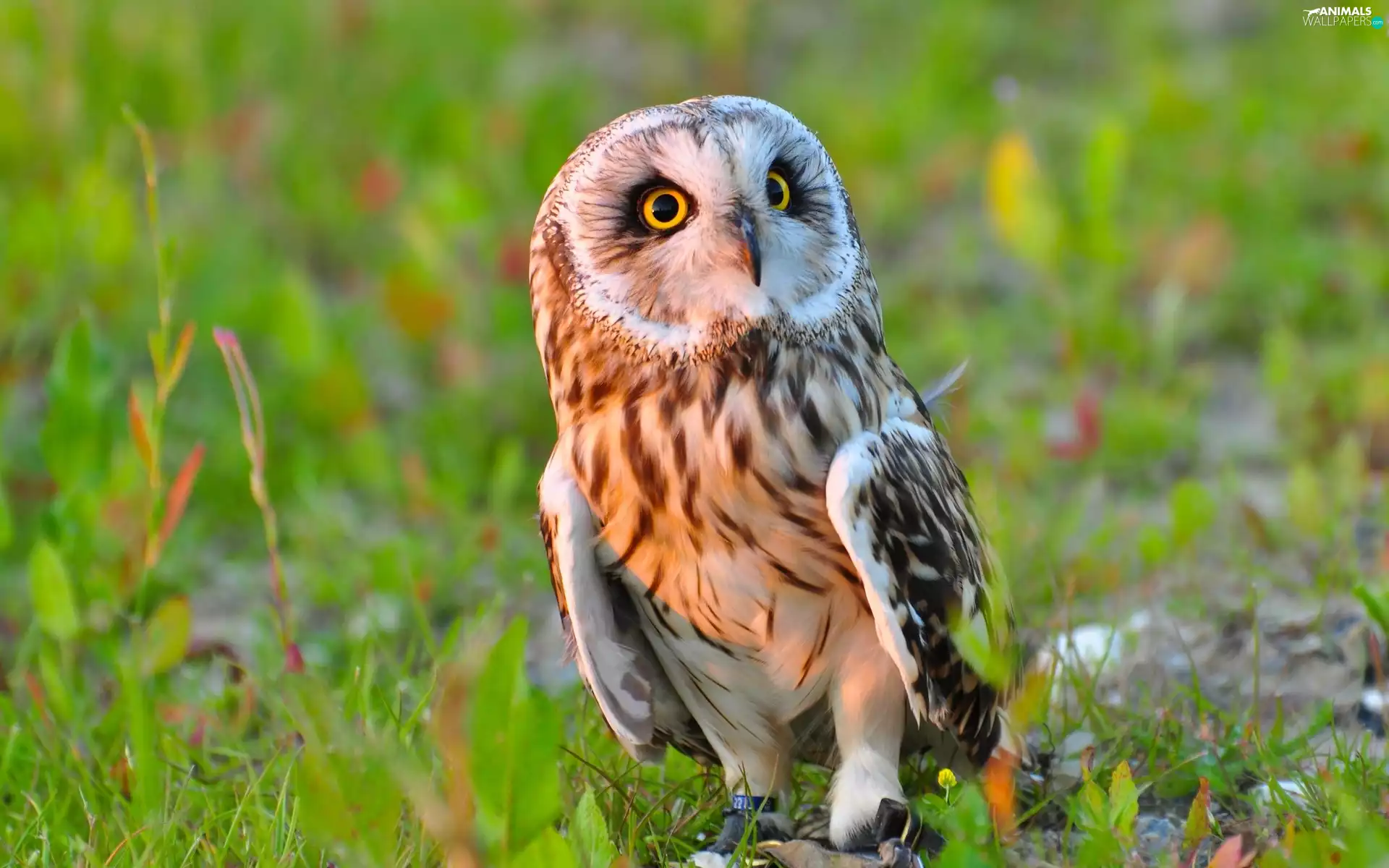 Curious, The look, grass, owl