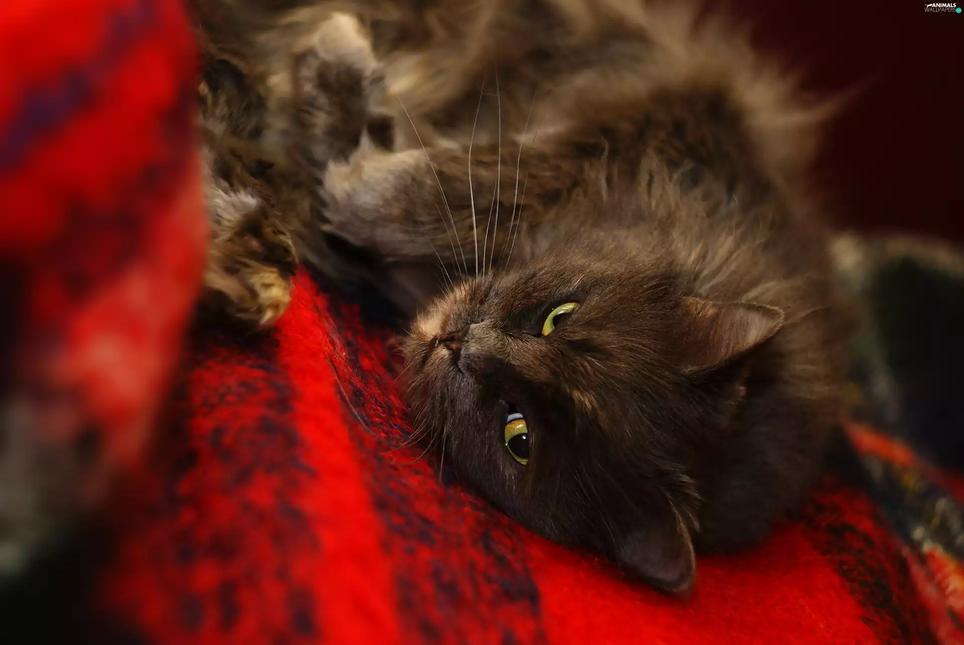 Red, Blanket, cat, The look, lying