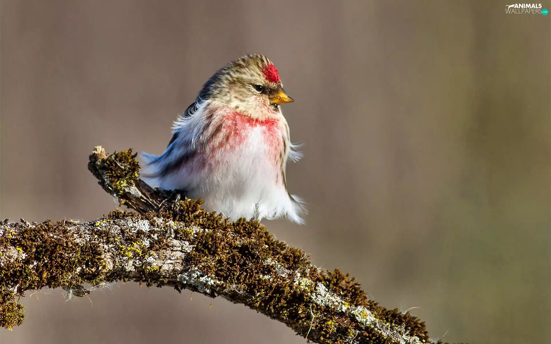color, Lod on the beach, Moss, birdies