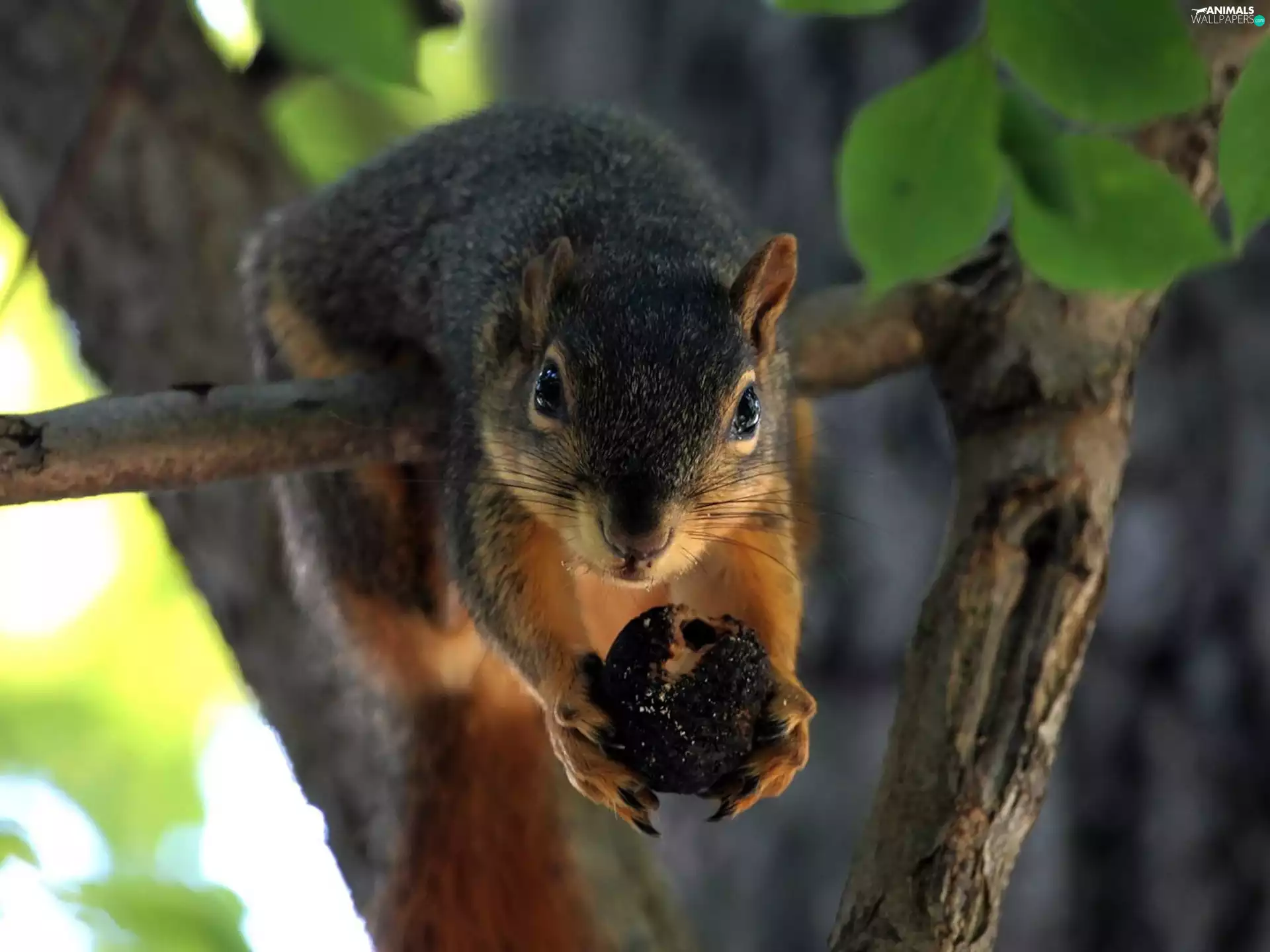 squirrel, Lod on the beach, trees, nut