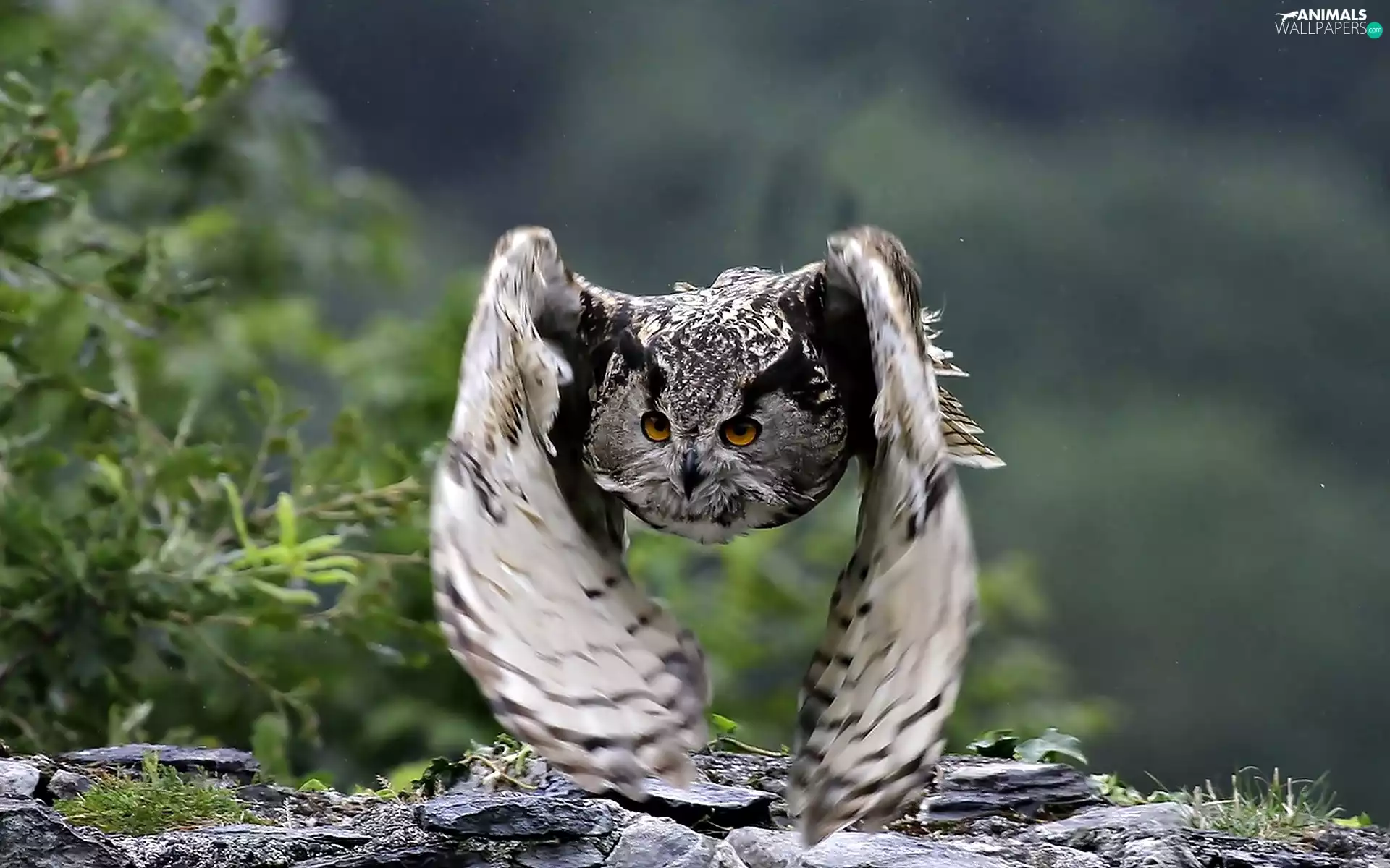 The flying, owl