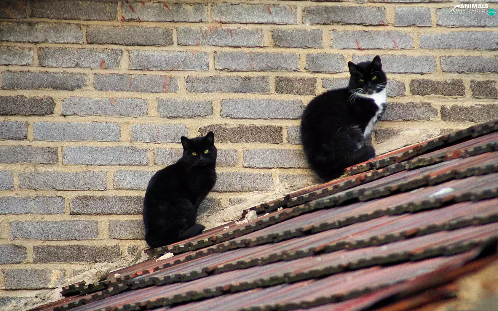 Black, the roof, wall, cats