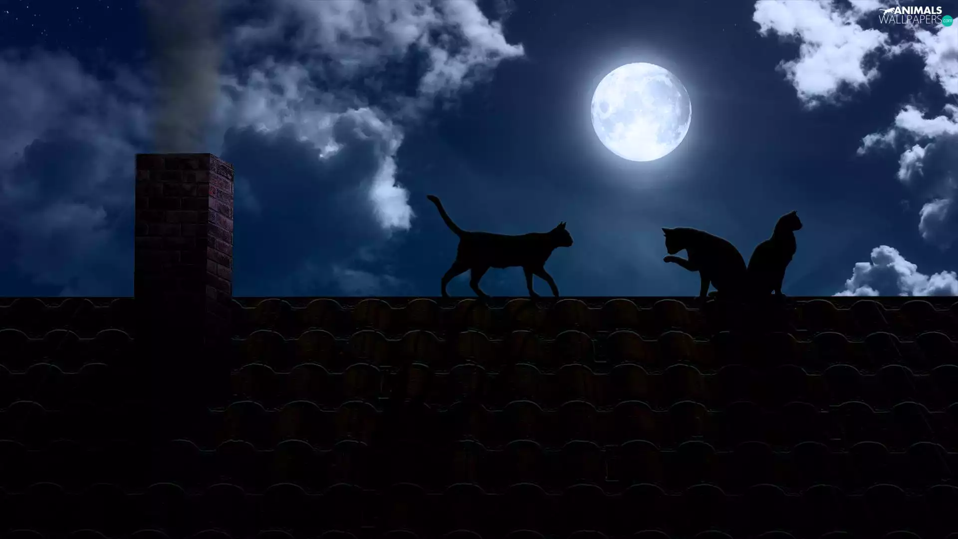 cats, the roof, moon, Night