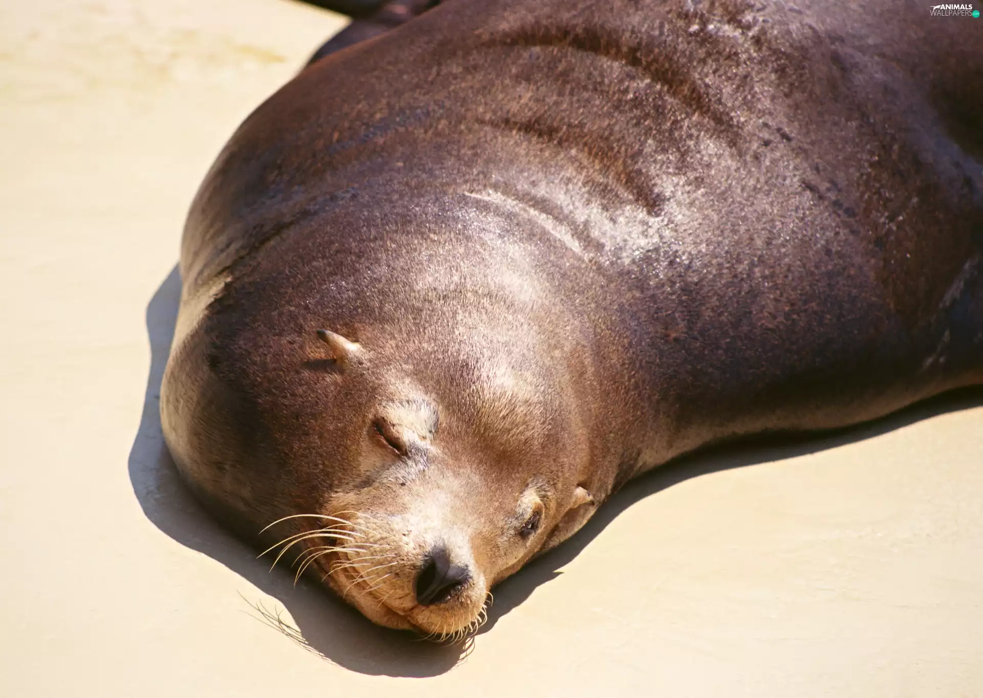 the sleeping, seal