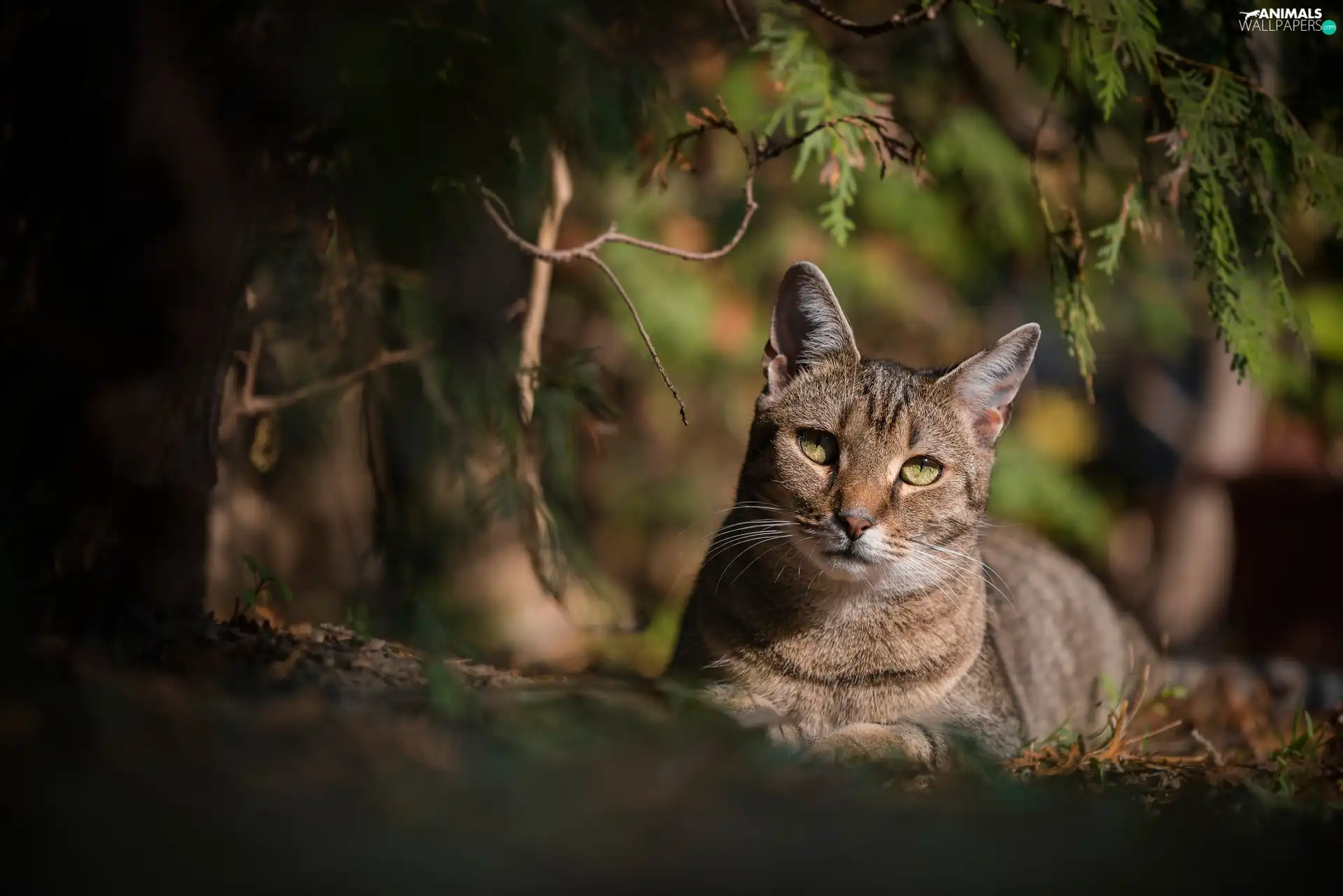 shadow, branch pics, cat, The look, Gray