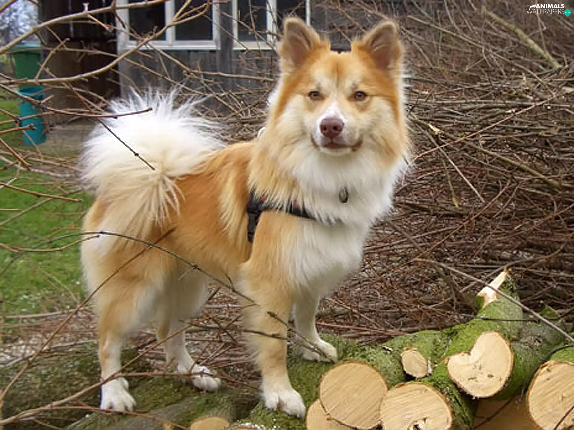 The Icelandic Sheepdog