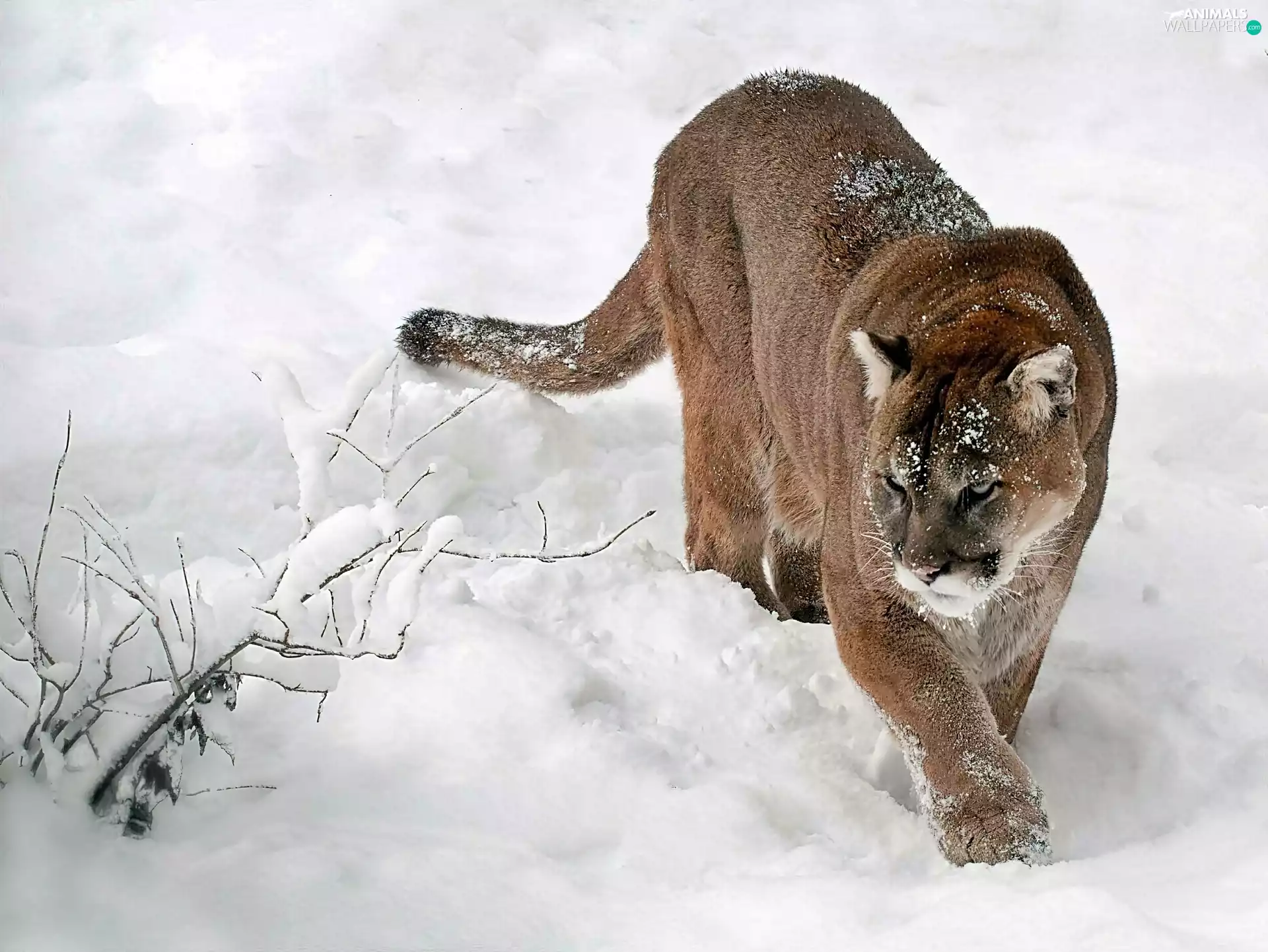 In the Snow, winter, cougar