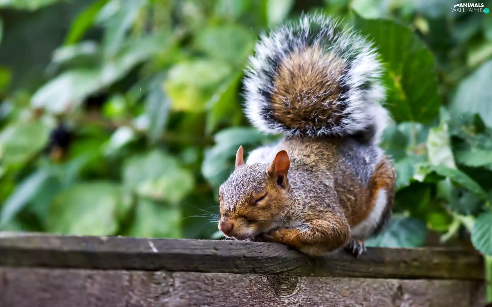 the sleeping, squirrel