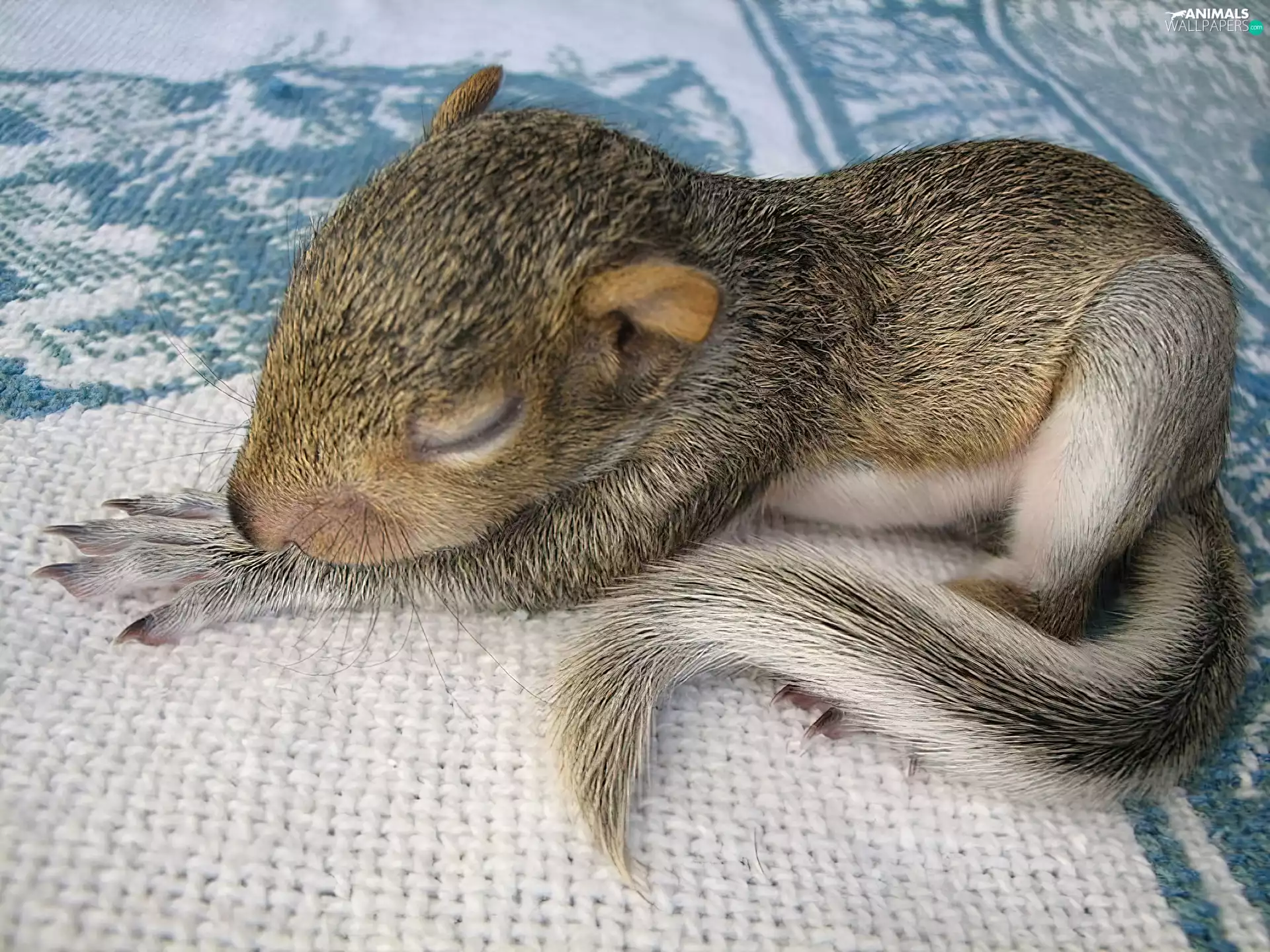 The tiny, squirrel