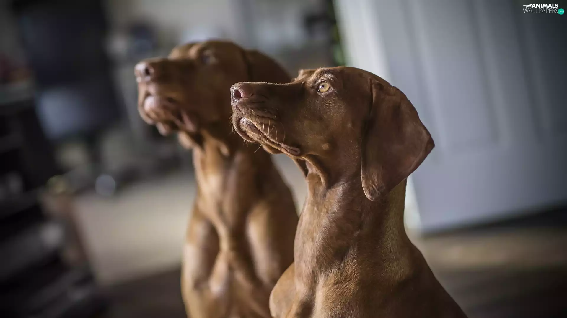 The look, blurry background, Dogs, Hungarian Shorthaired Pointer, Two cars
