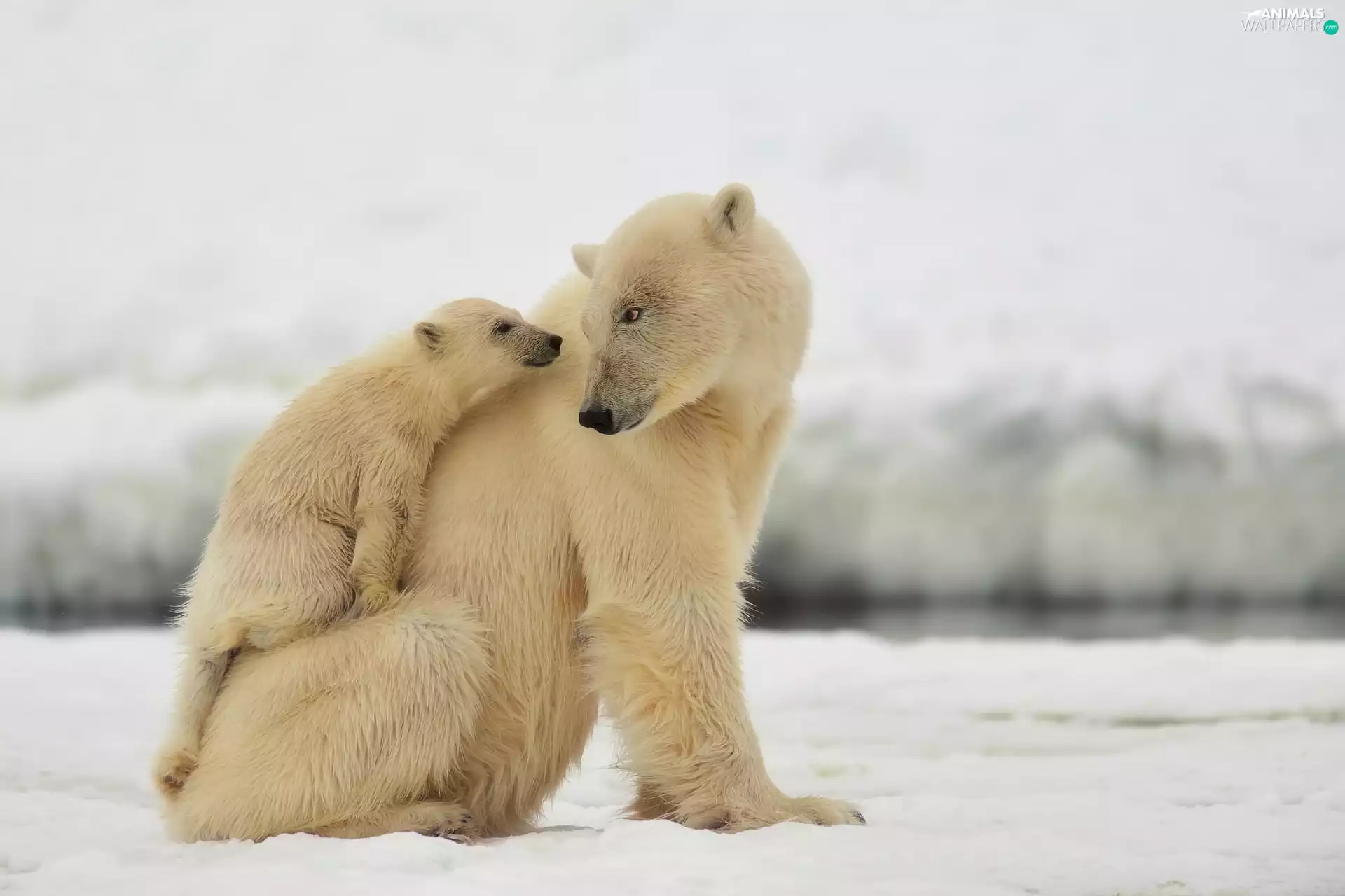 fuzzy, background, young, The look, she-bear