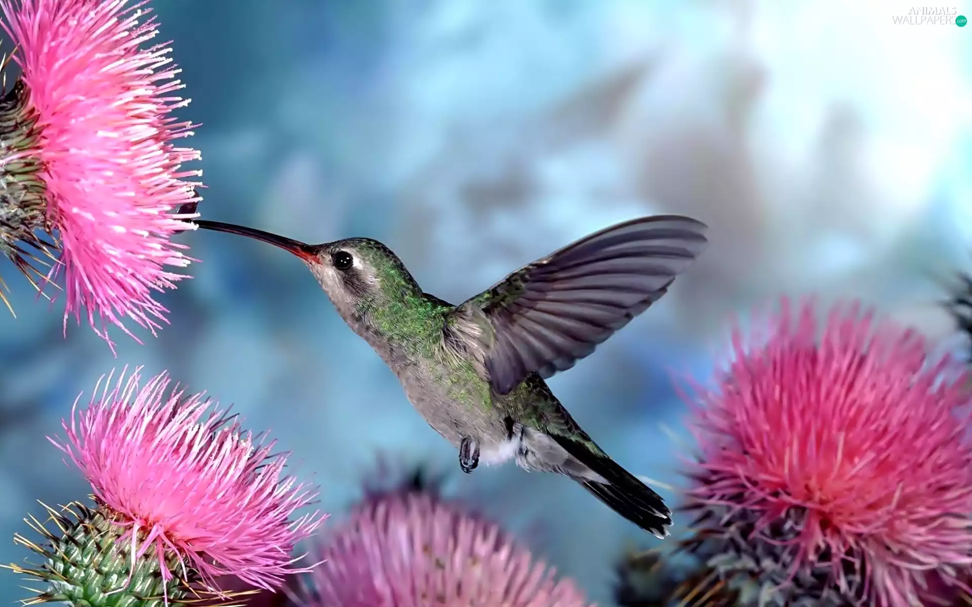 humming-bird, Flowers, thistle