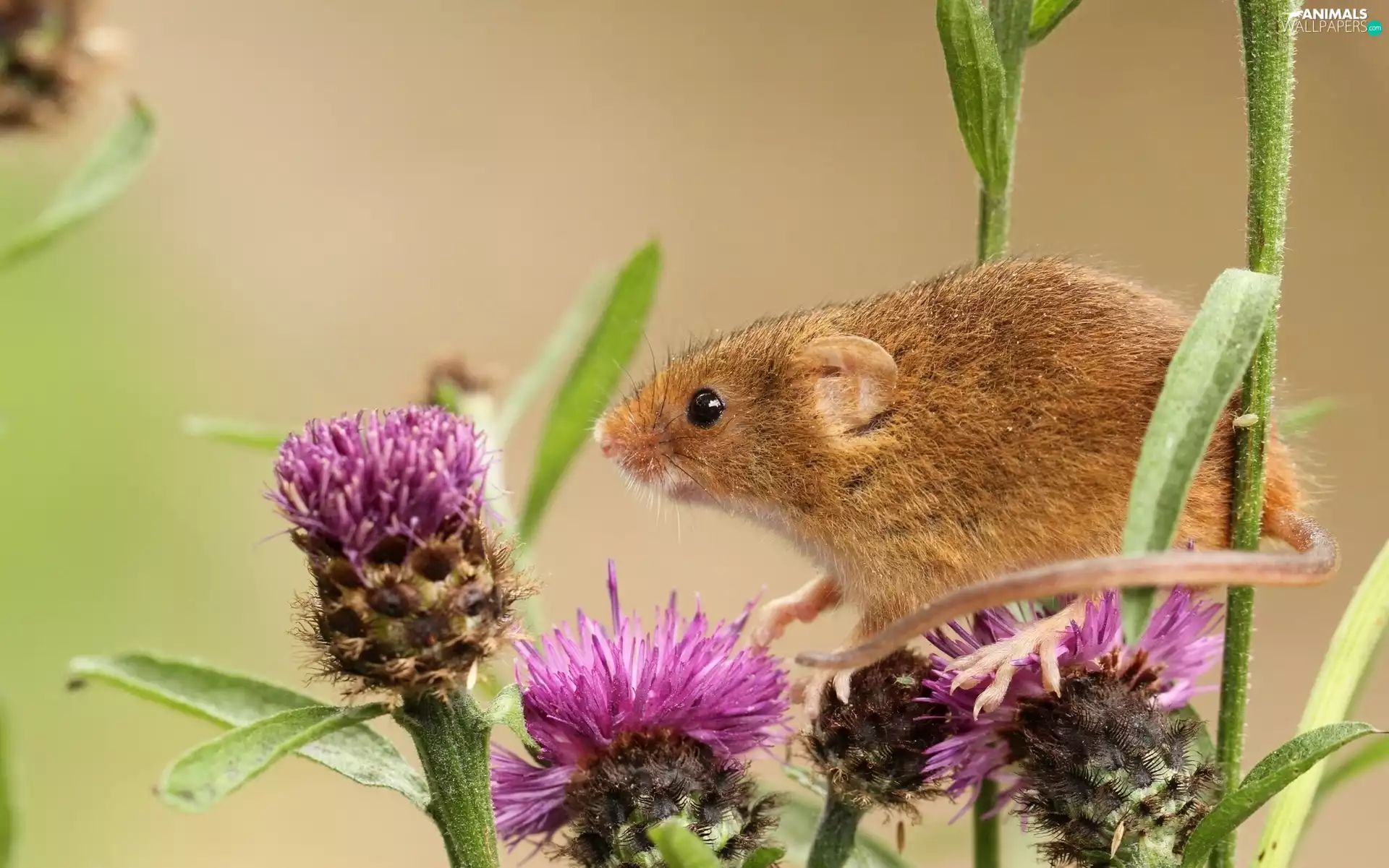 thistle, mouse, inflorescence