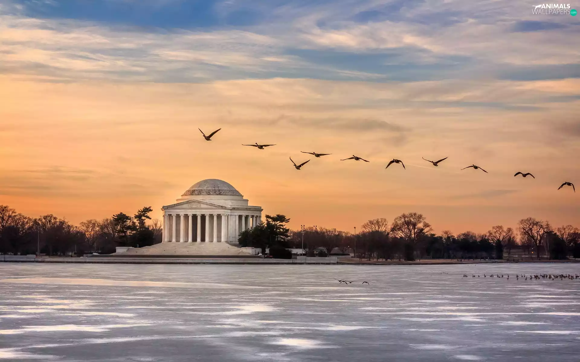 Washington, Thomas Jefferson, birds, Monument