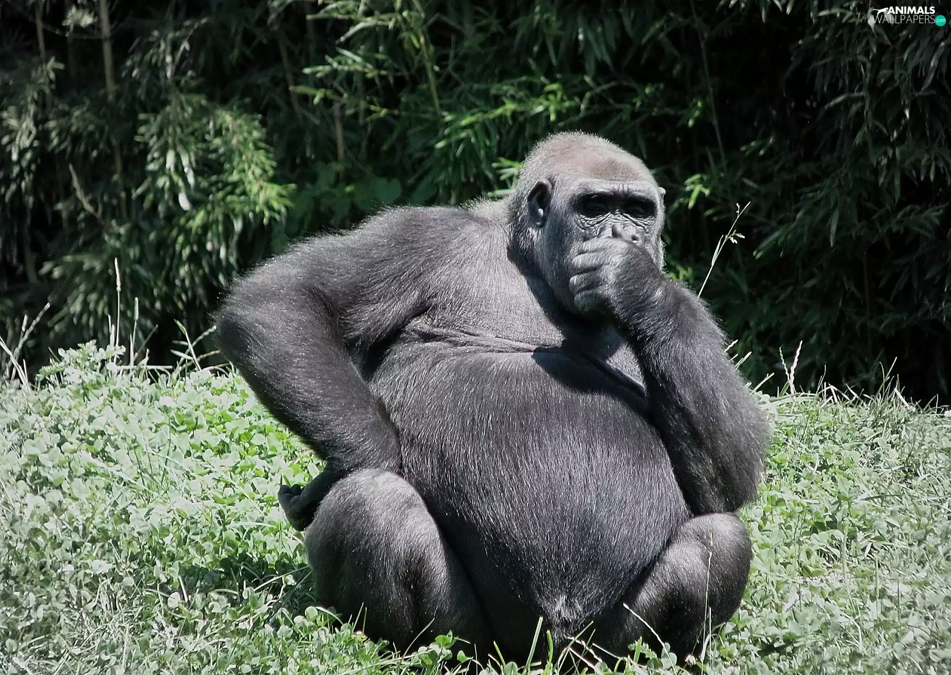 thoughtful, gorilla