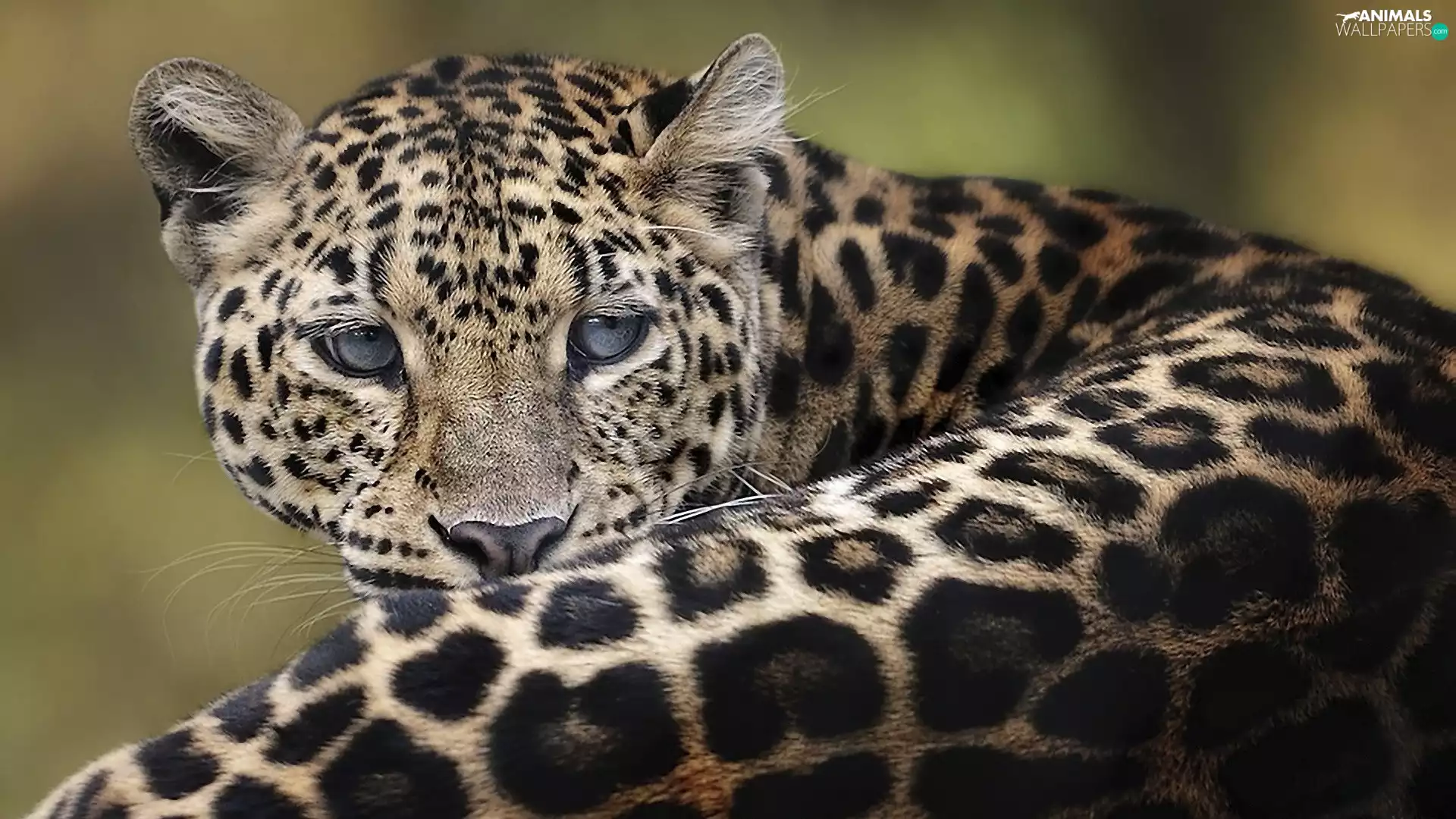 thoughtful, Leopards