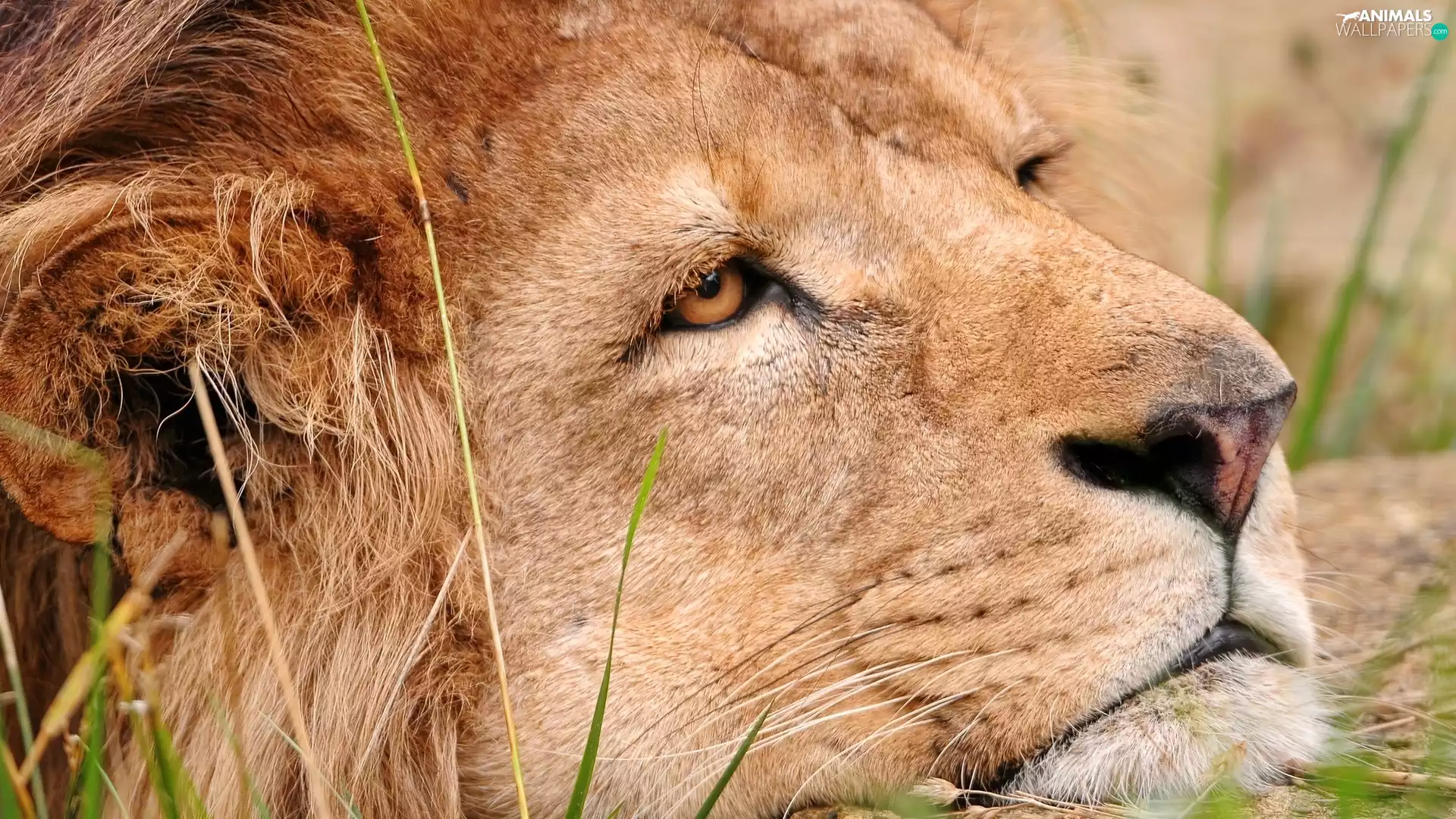 thoughtful, Lion