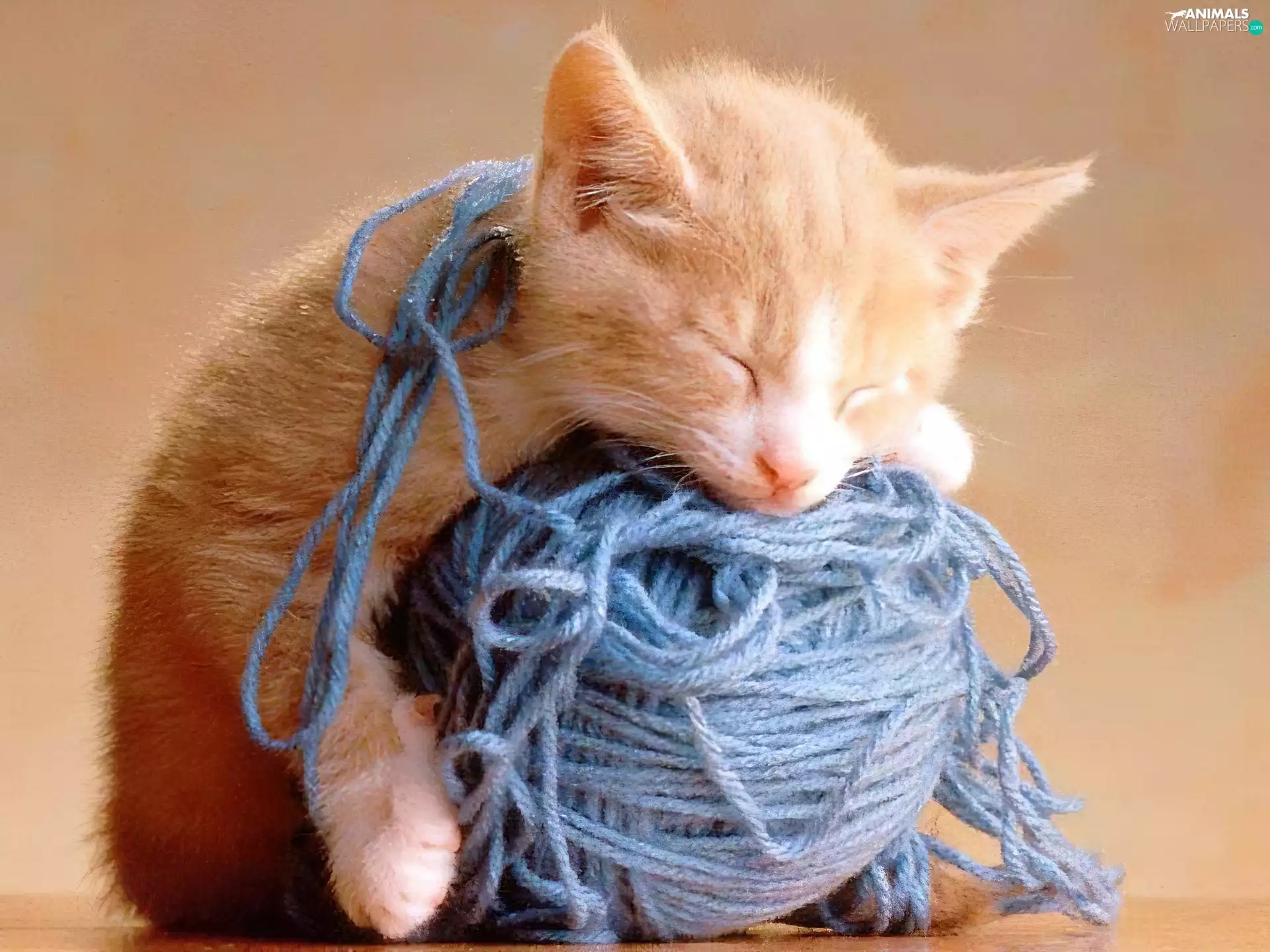 Threads, kitten, ball