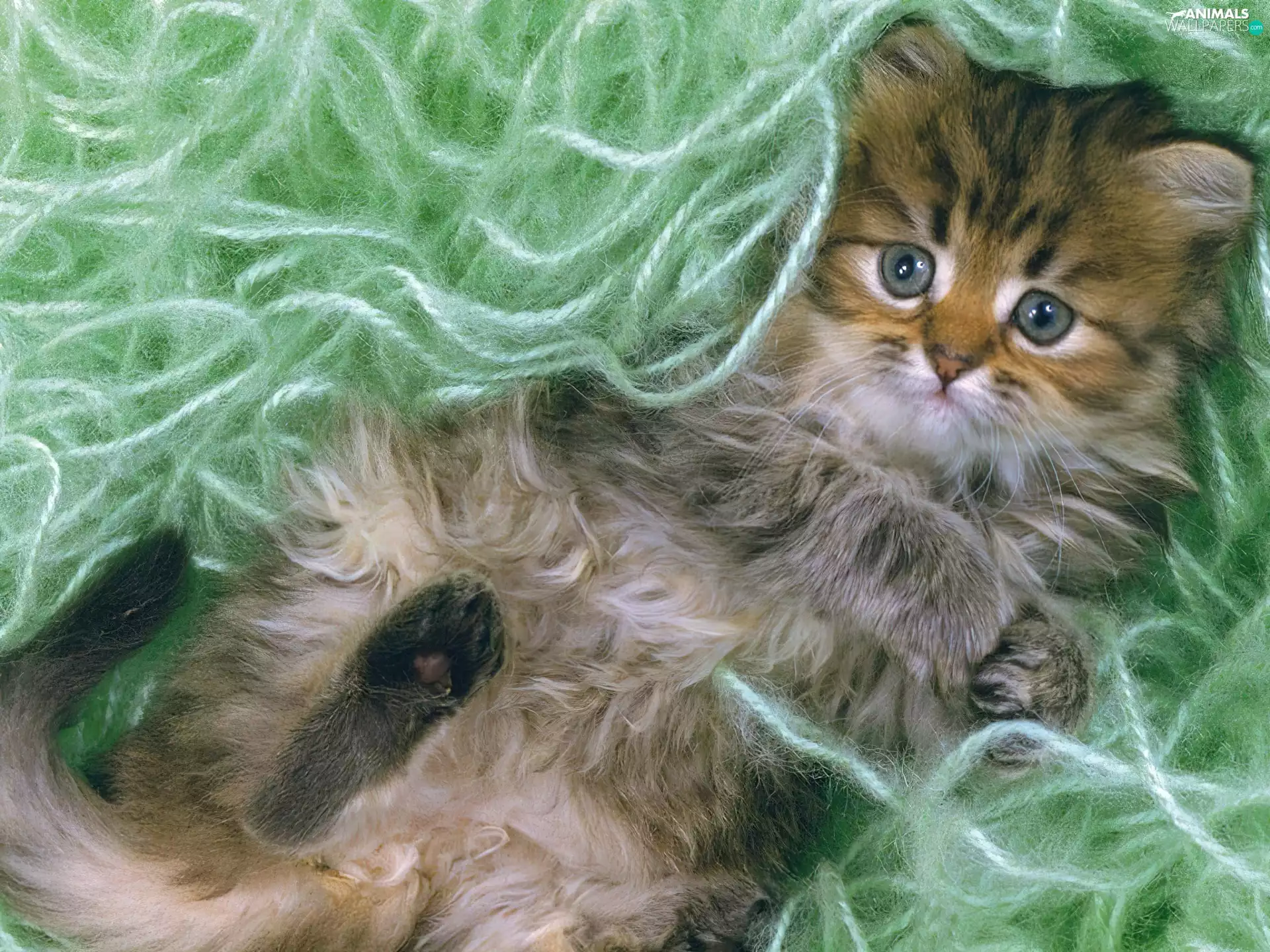 Threads, cat, Threads