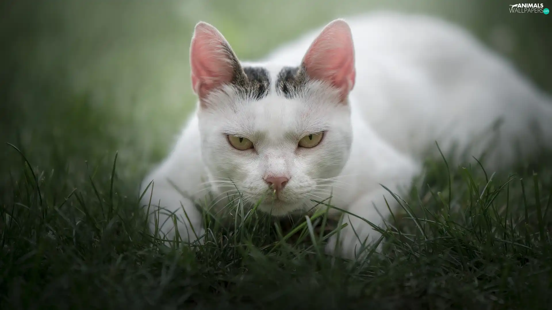 The look, cat, threatening