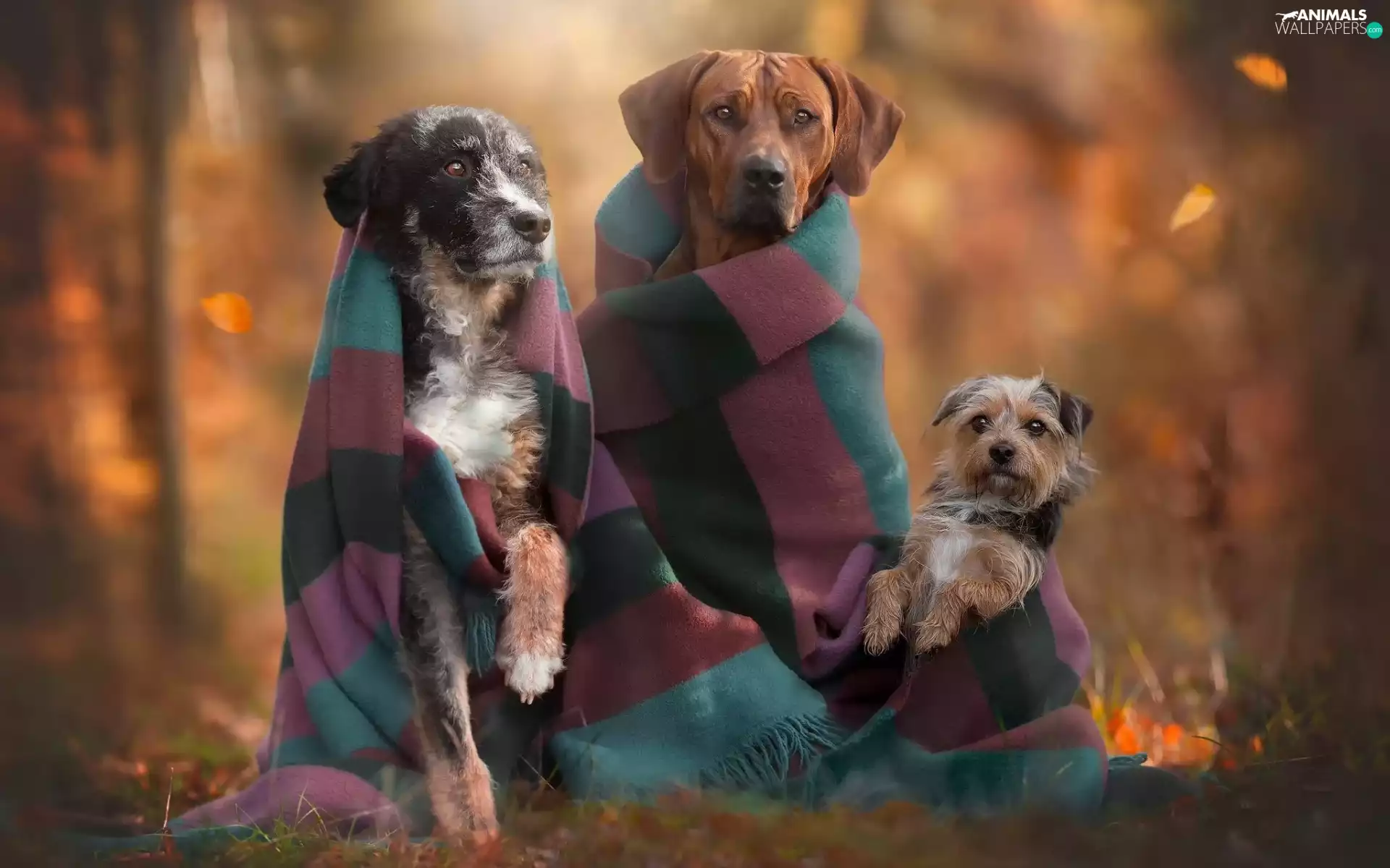 autumn, Dogs, shawl, Three