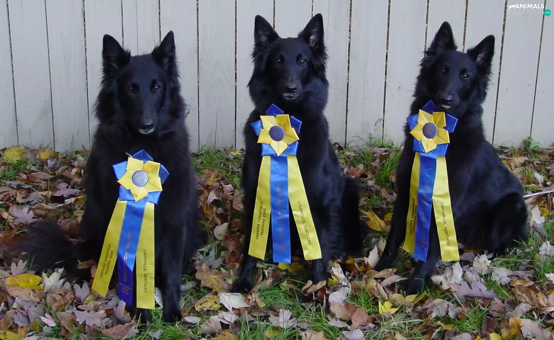 medals, Three, Belgian Shepherd Groenendael