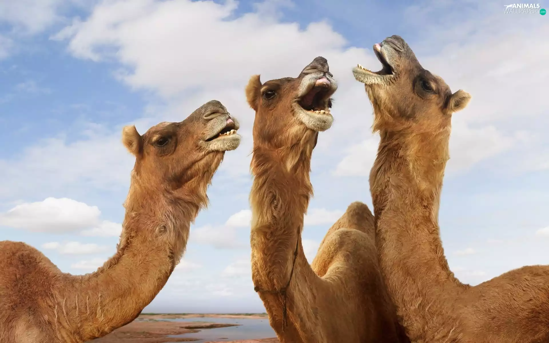 Three, Camels
