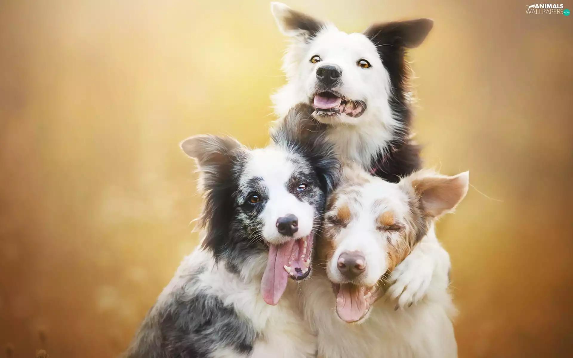 Three, Border Collie