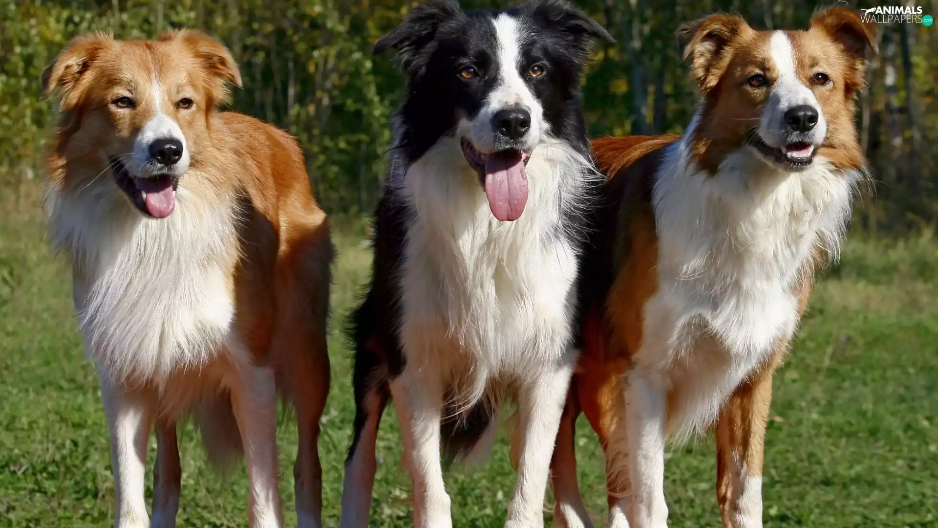 Languages, Border Collie, ##, puppies, Three
