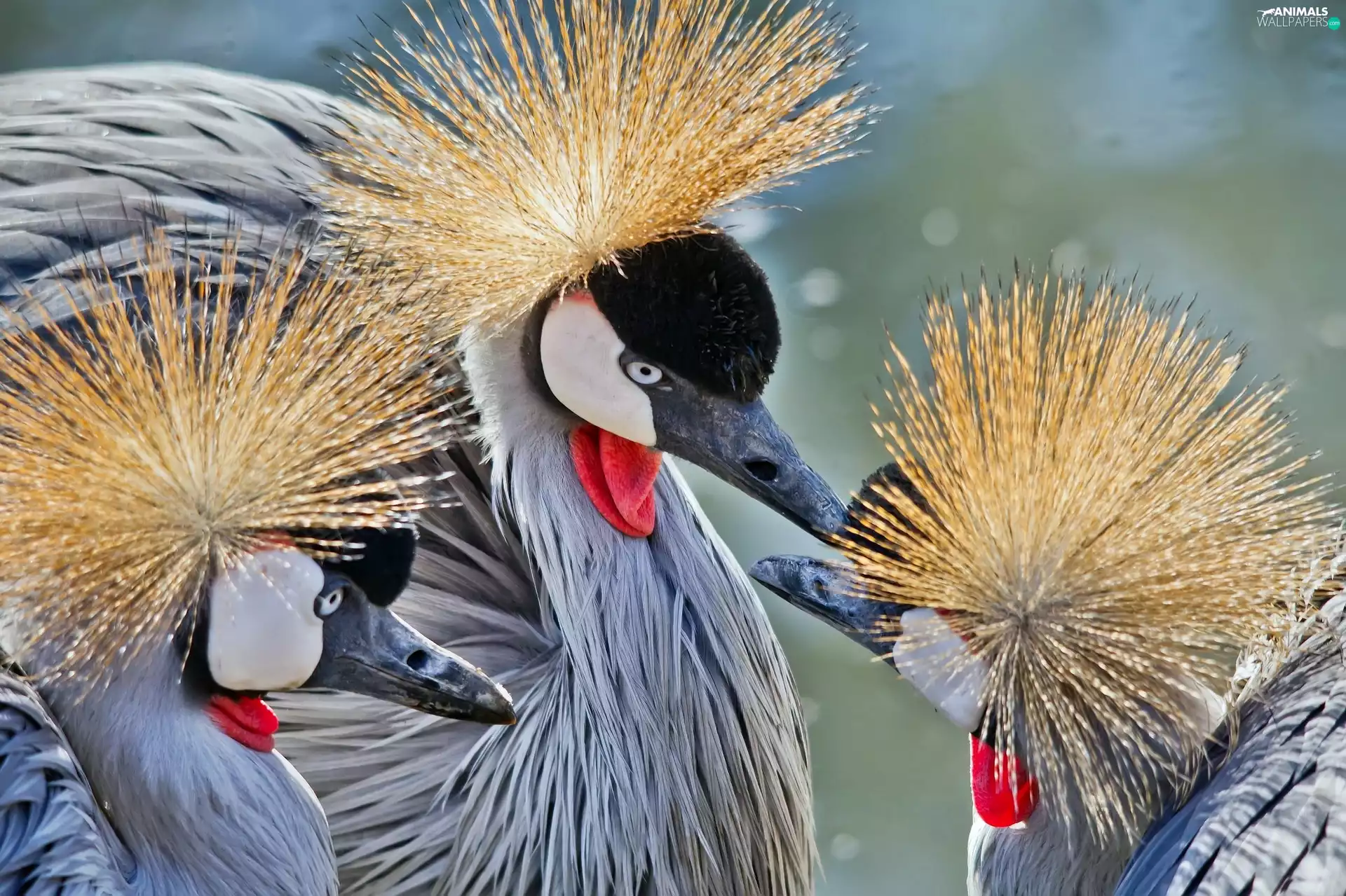 Three, cranes