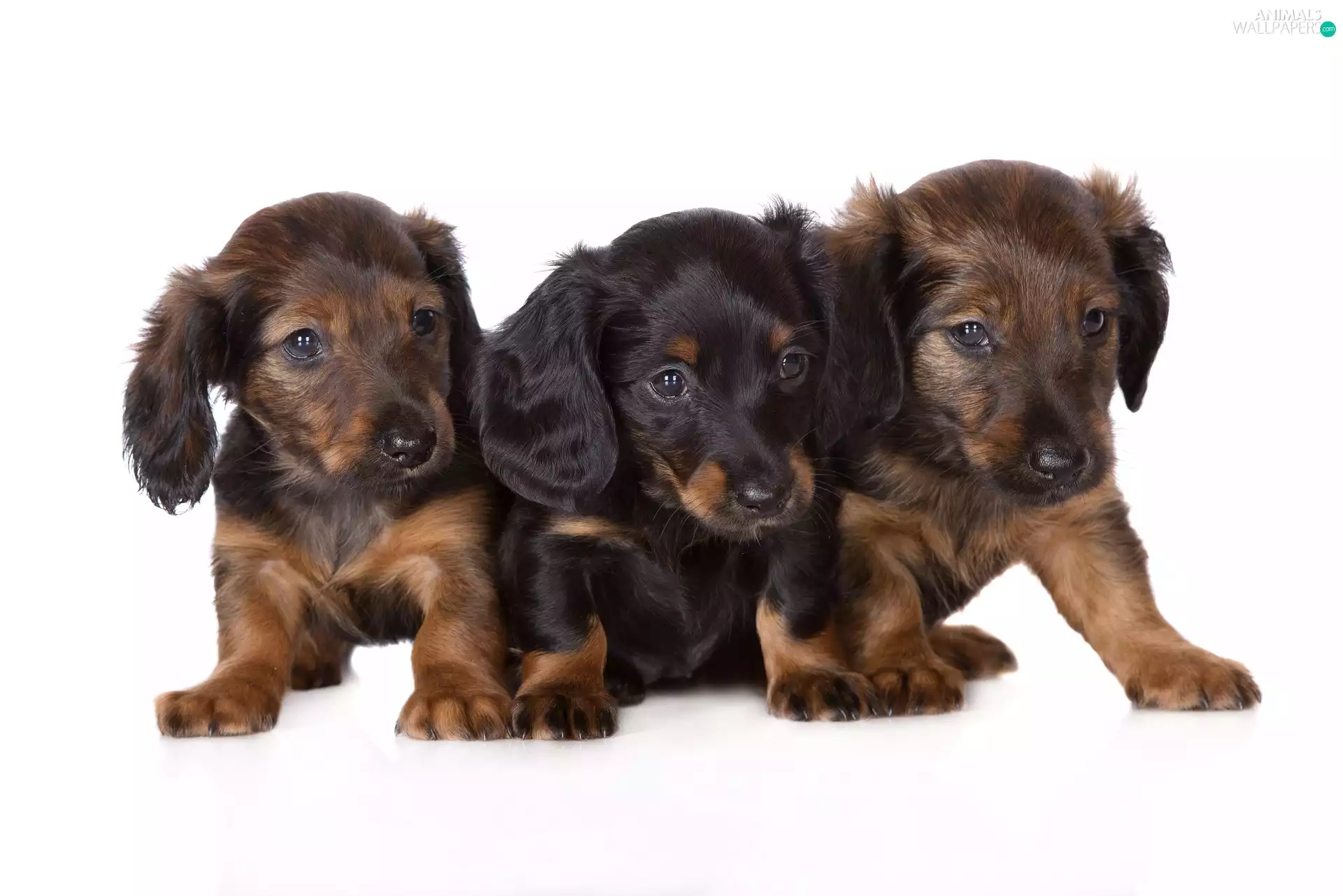 Three, Longhaired Dachshunds