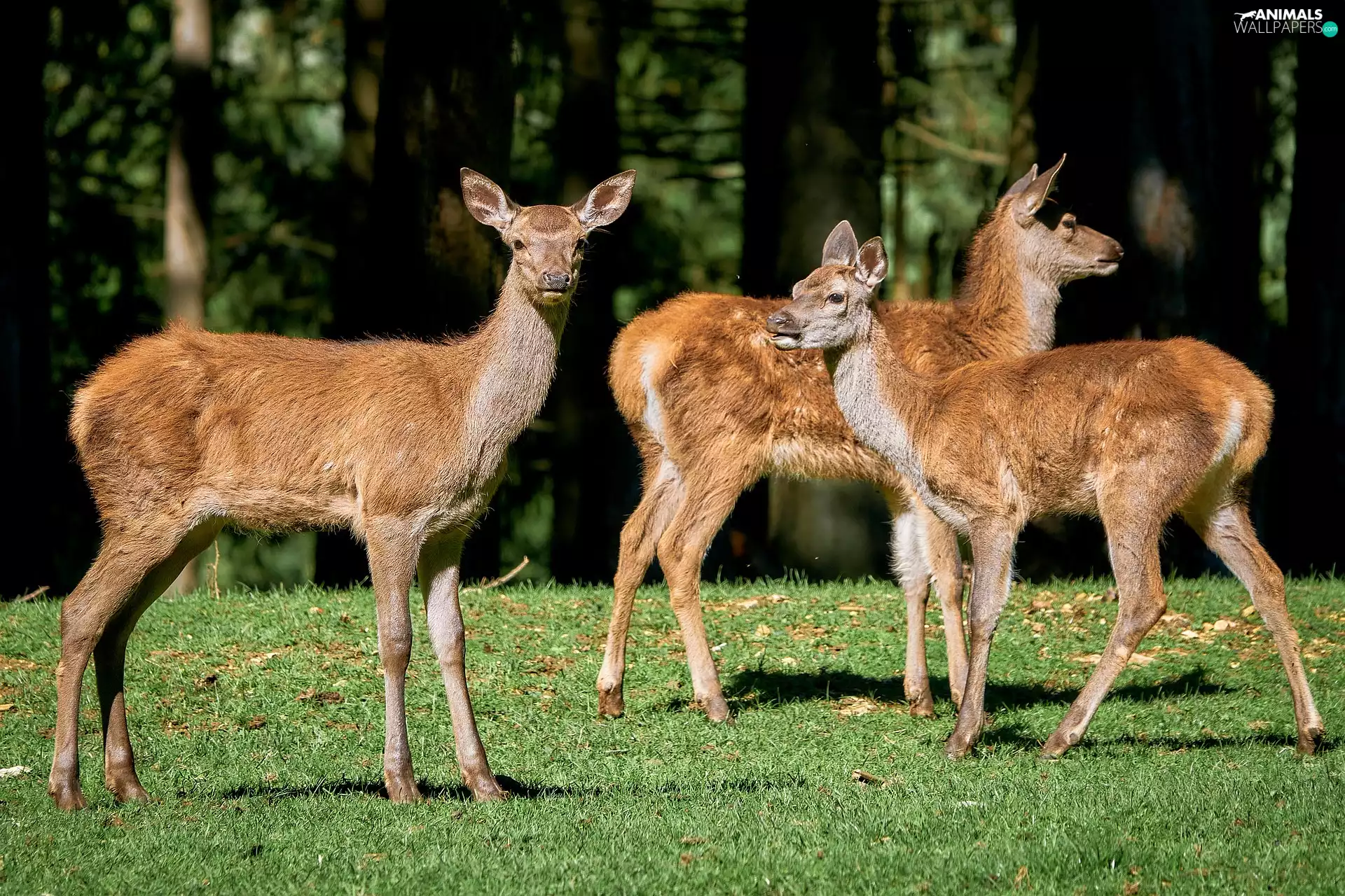 Three, deer