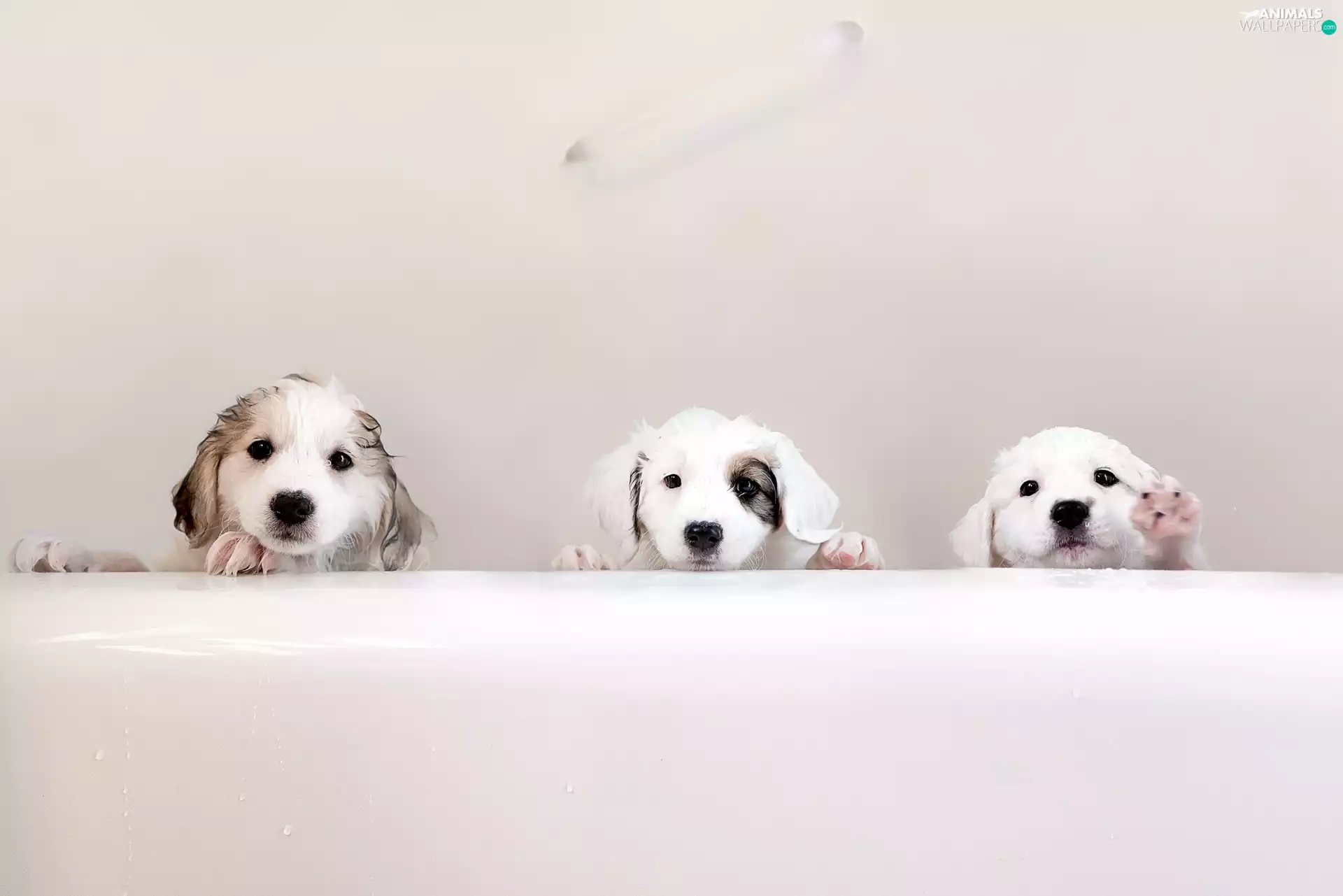 Dogs, sweet, puppies, Three