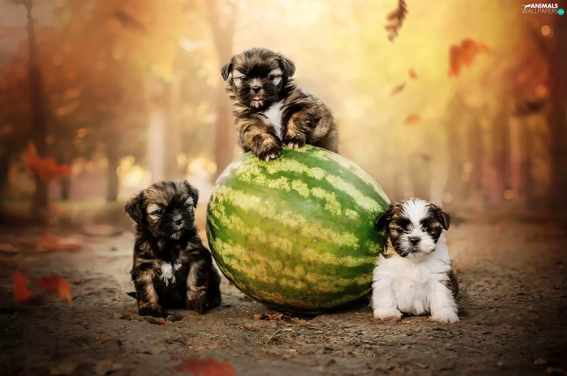 Dogs, puppies, watermelon, Three