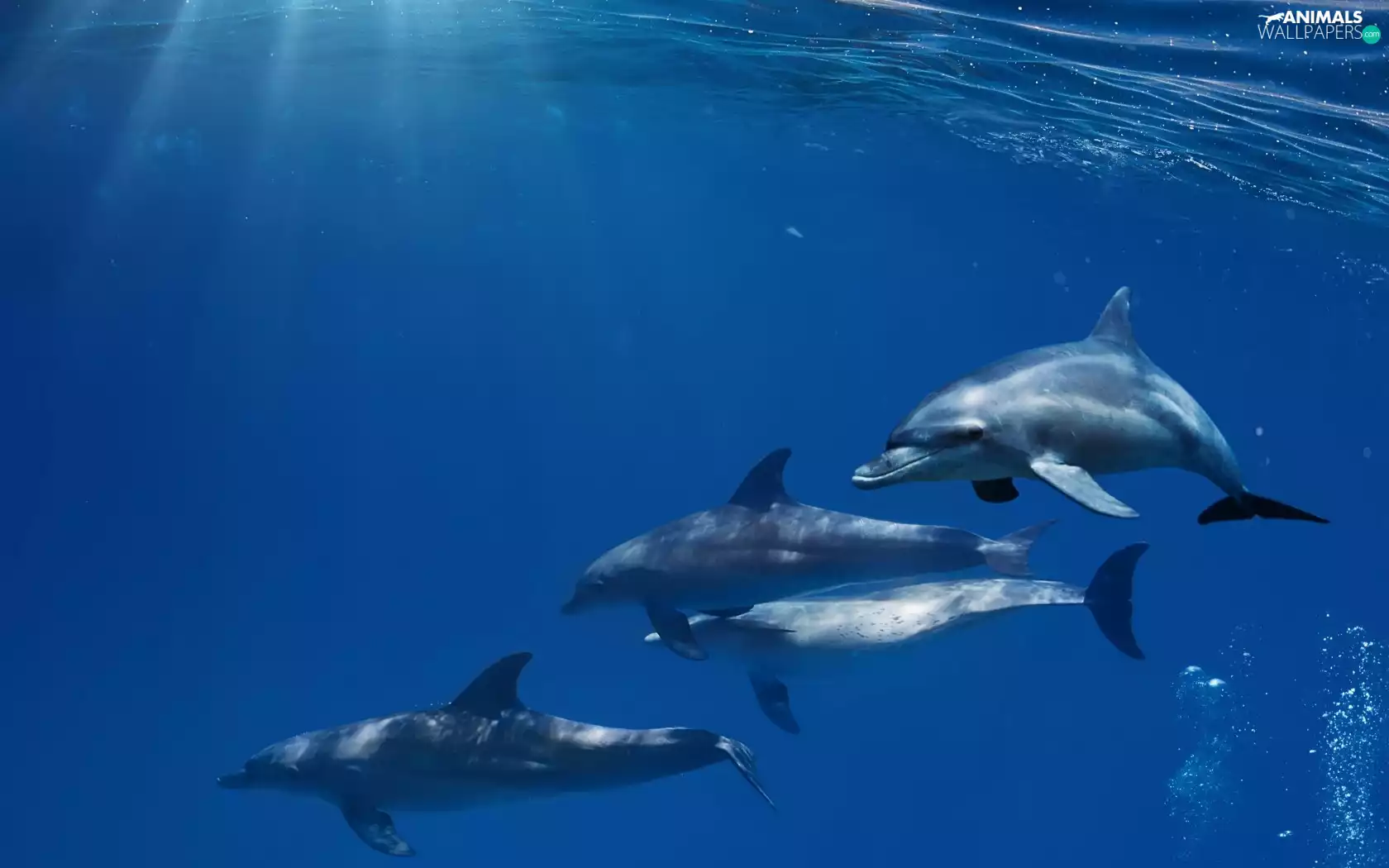 Three, dolphins