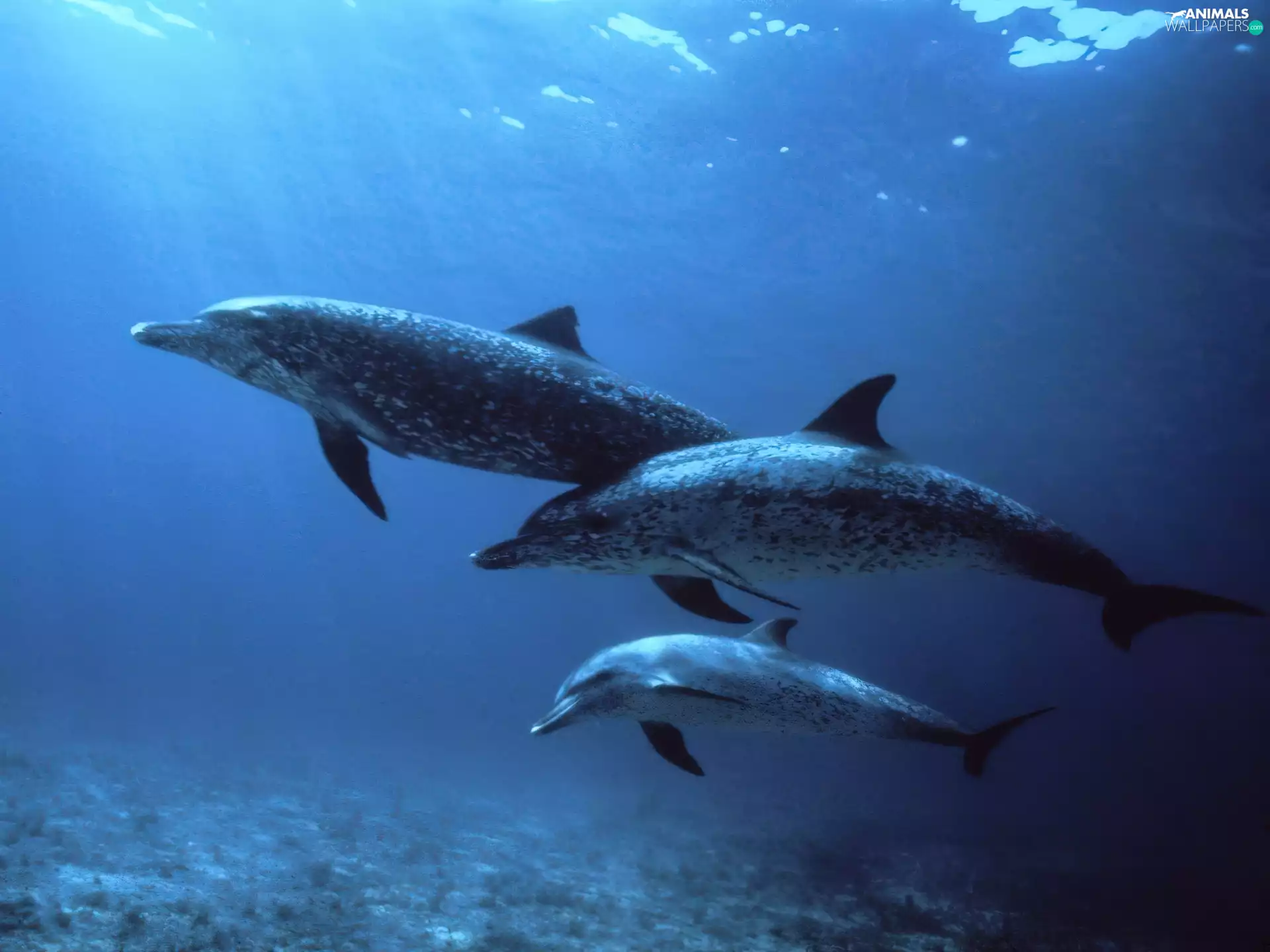 Three Dolphins