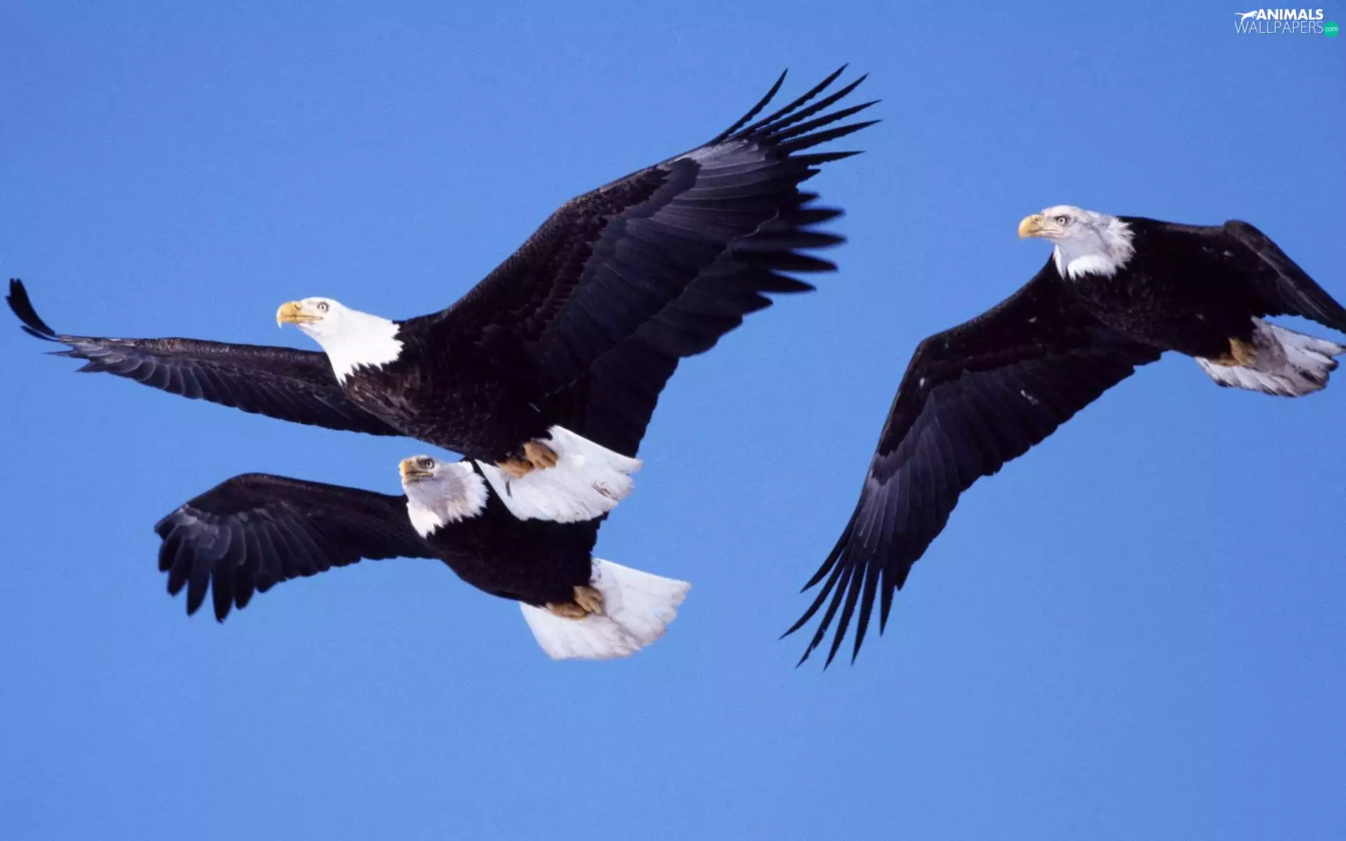 Three, Bald Eagles