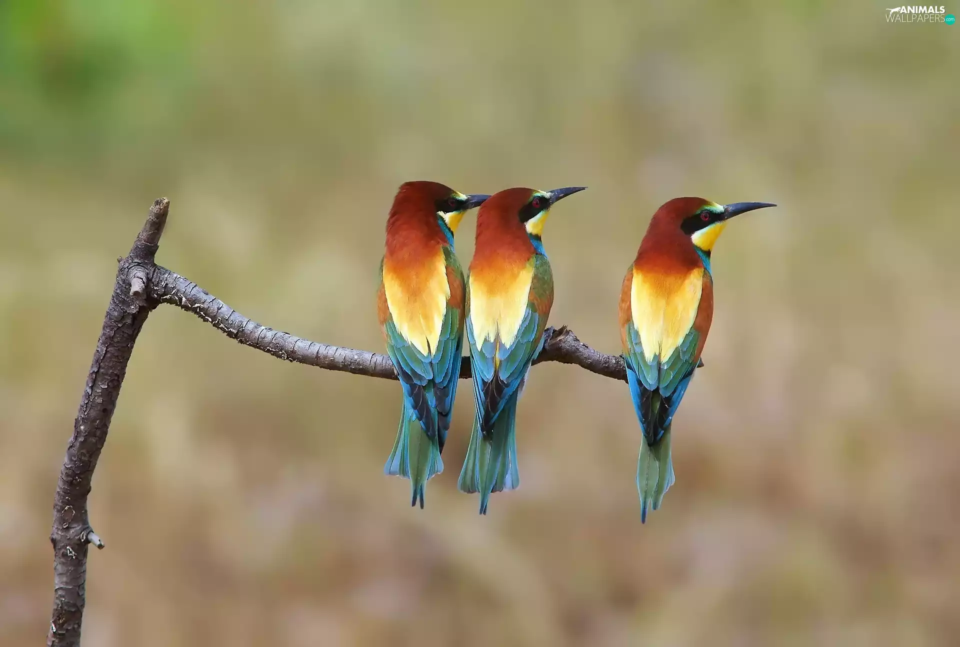 Three, Bee-eaters