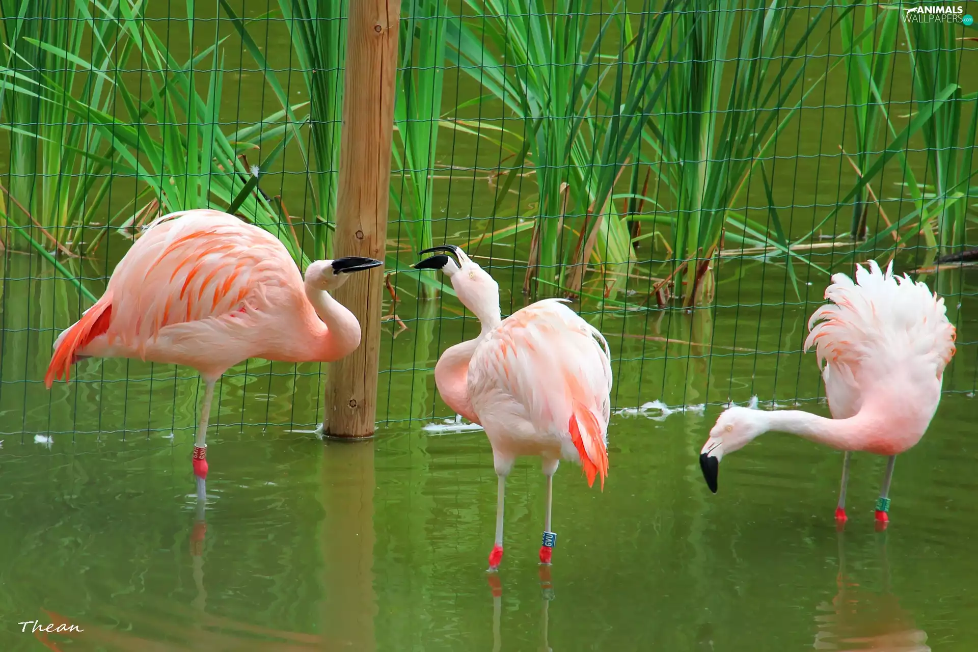 Three, Flamingos